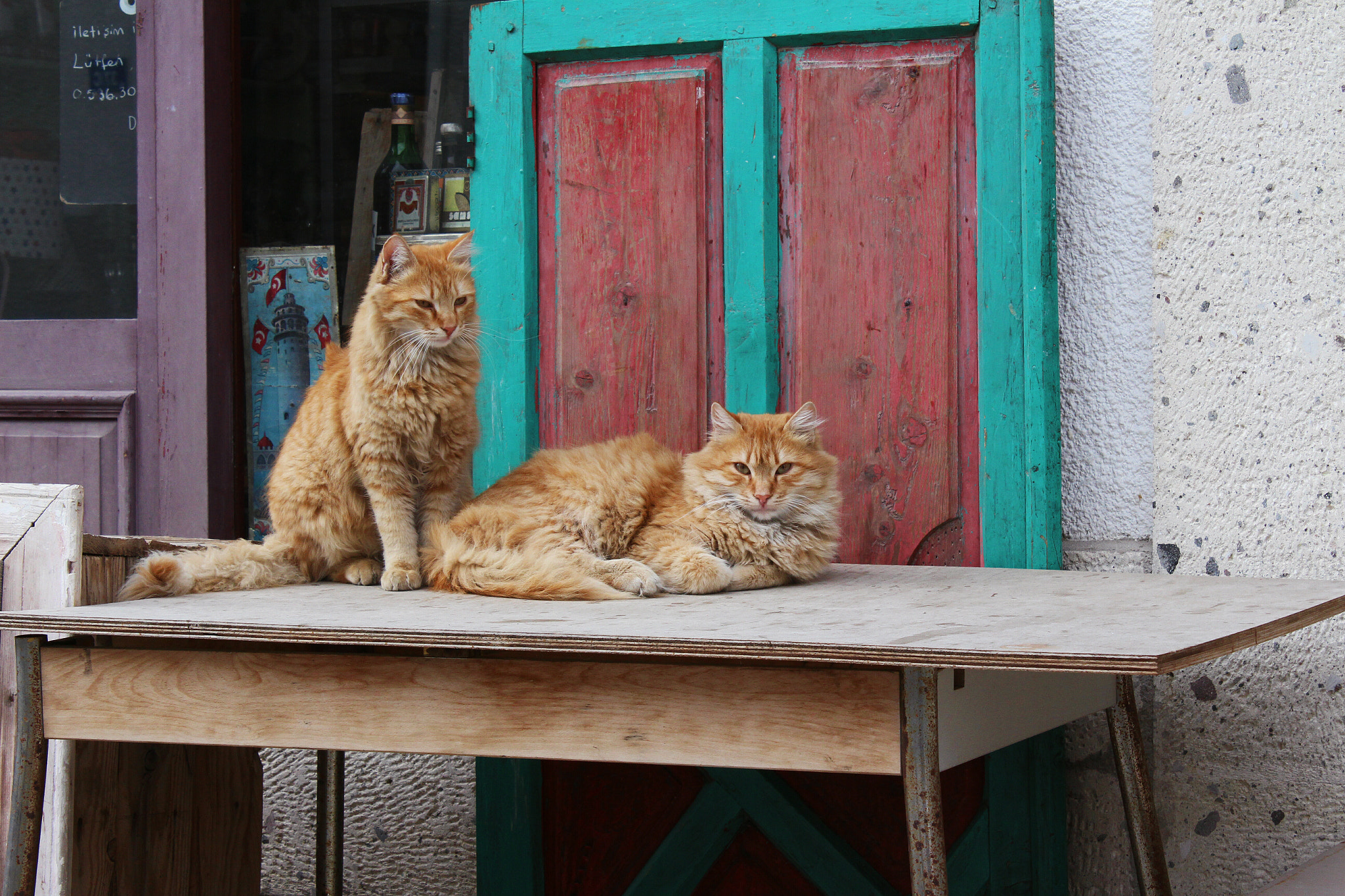 Canon EF 50mm f/1.8 sample photo. Cats of alaçatı photography