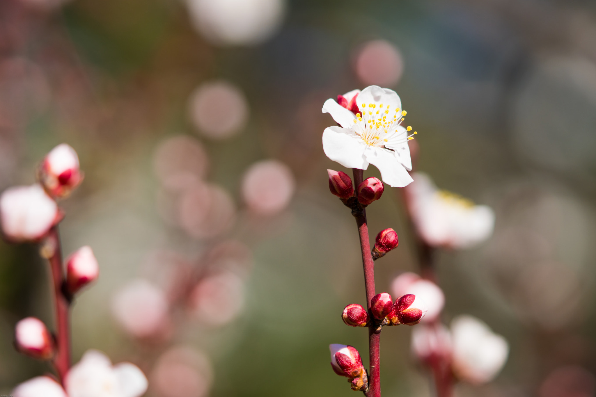 Sony a6500 + Sony FE 90mm F2.8 Macro G OSS sample photo