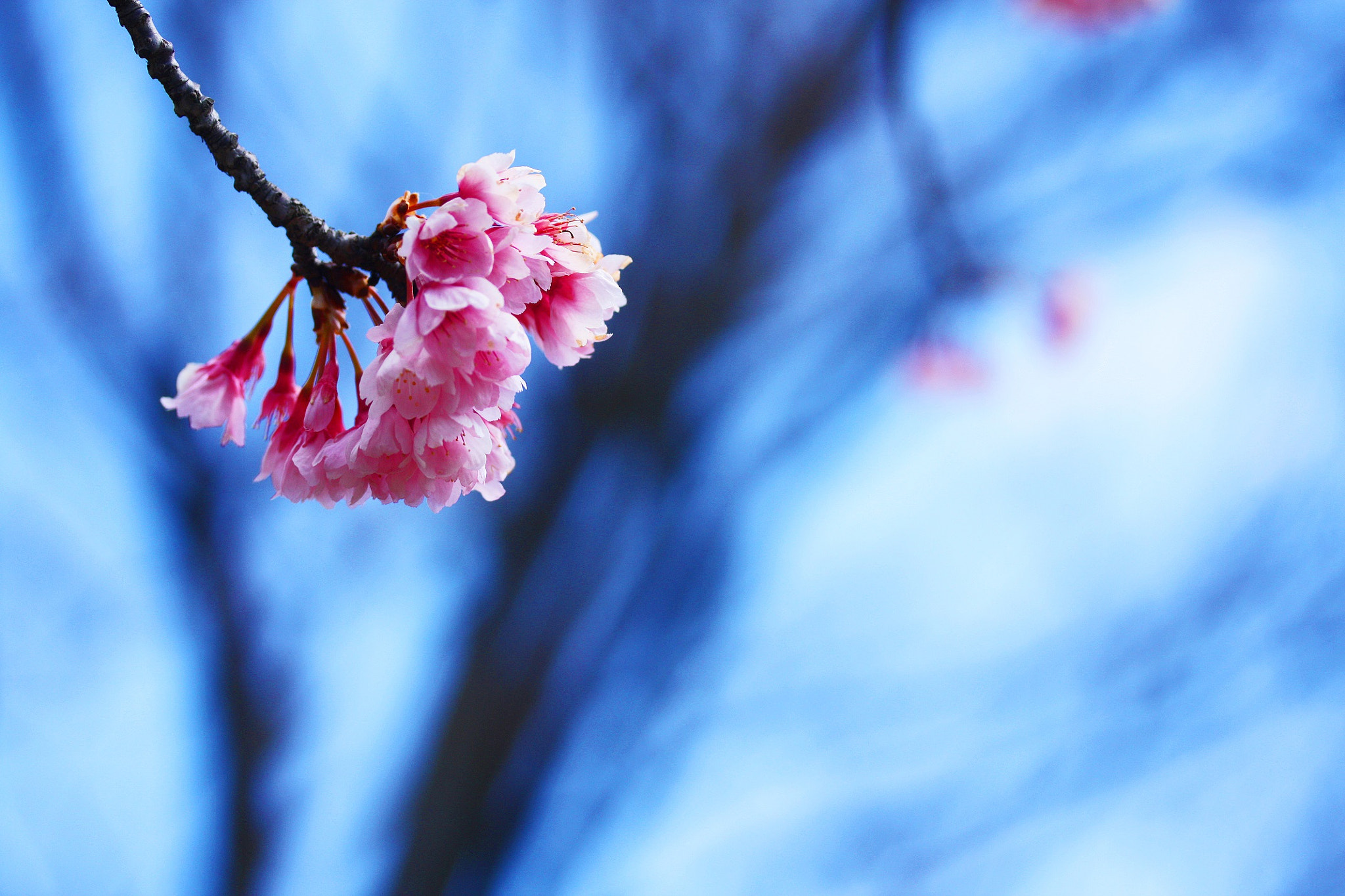 Canon EOS 450D (EOS Rebel XSi / EOS Kiss X2) sample photo. Spring will come photography