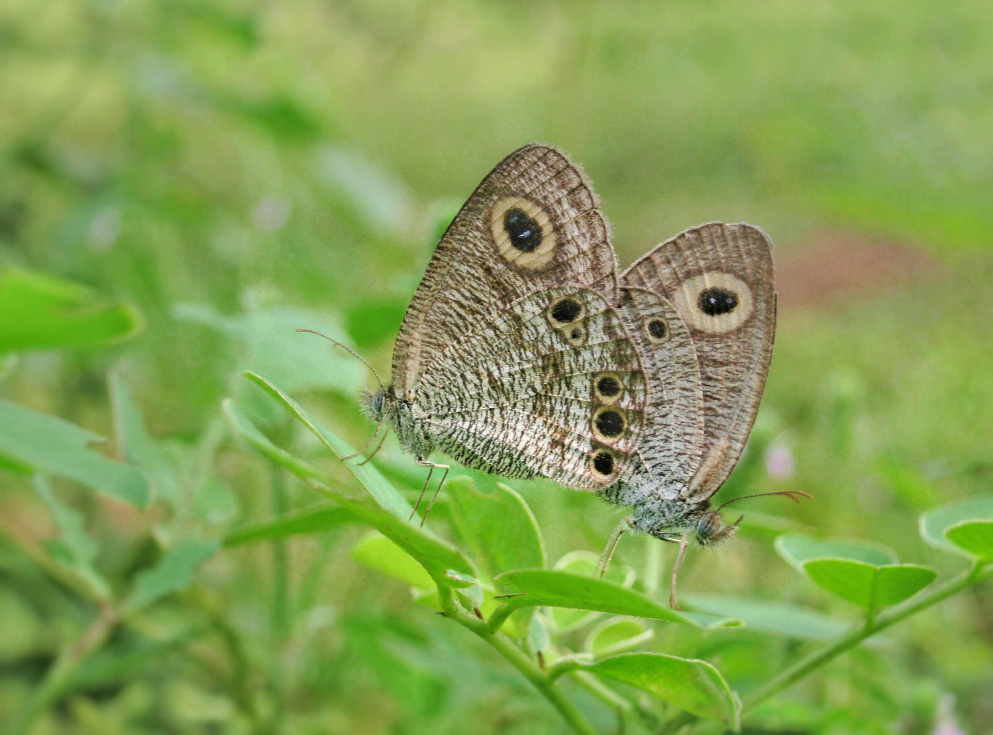 Canon PowerShot A495 sample photo. Love.. photography