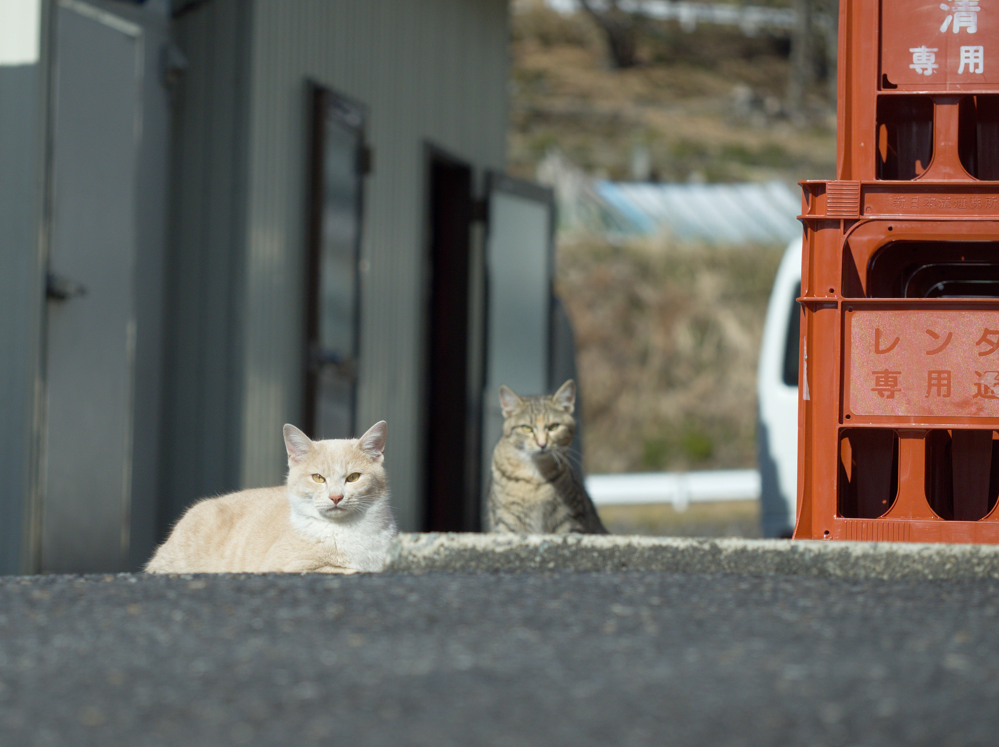 Olympus M.Zuiko Digital ED 60mm F2.8 Macro sample photo. あいつまた来てるよ | it also has come photography