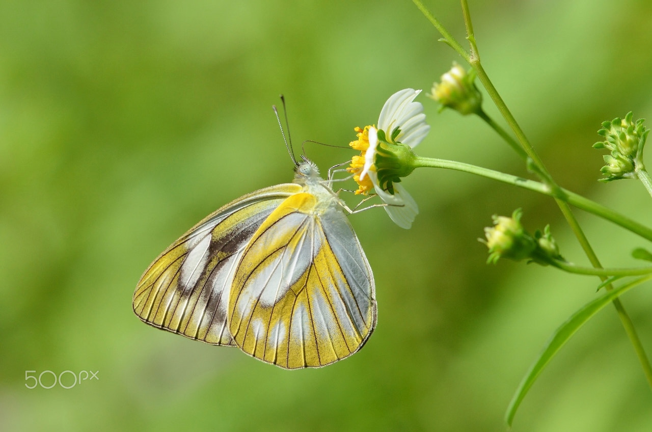 Nikon AF-S Micro-Nikkor 105mm F2.8G IF-ED VR sample photo. Bokehlicious photography