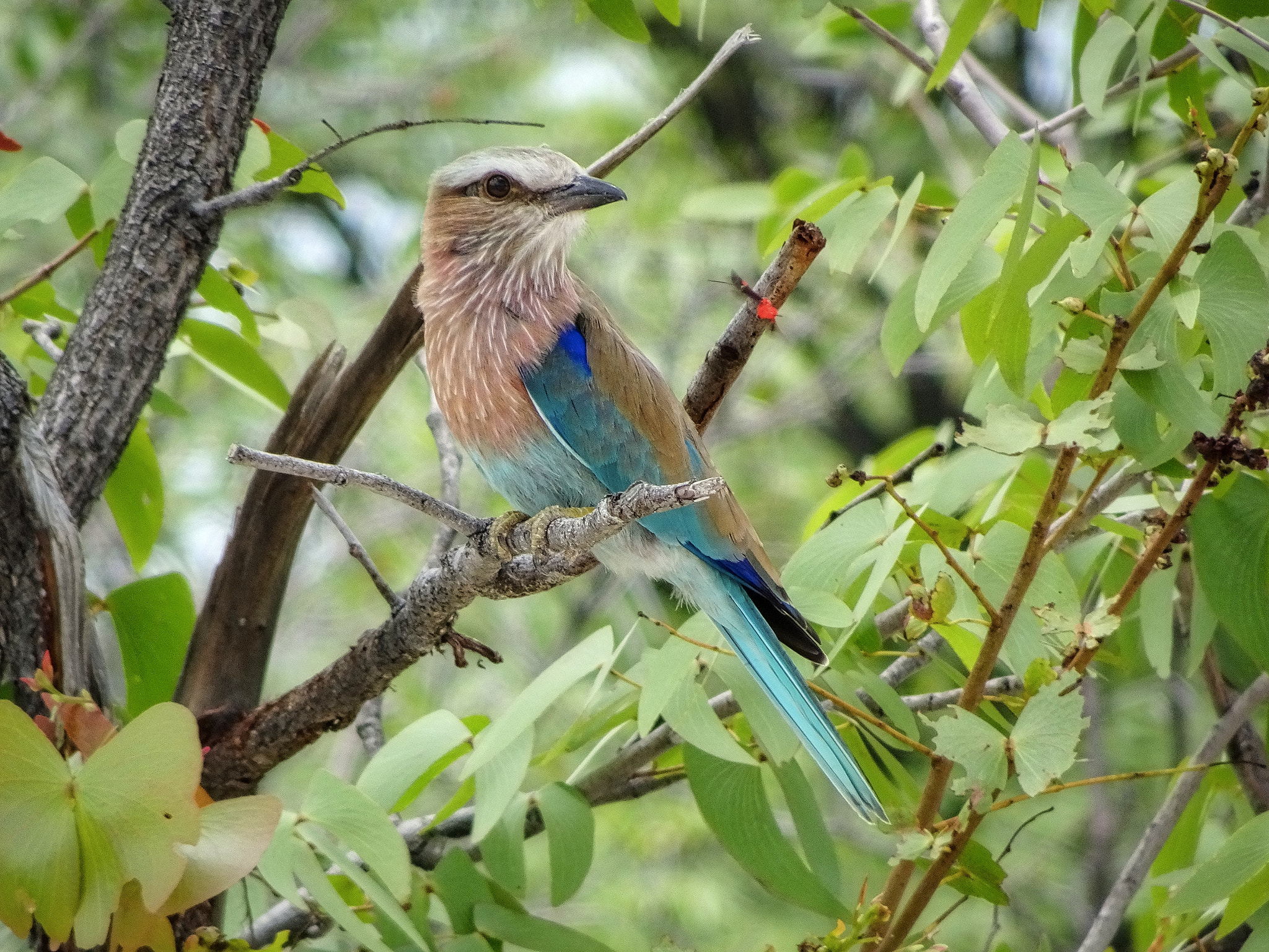 Sony Cyber-shot DSC-HX90V sample photo. Colorful bird in etosha photography