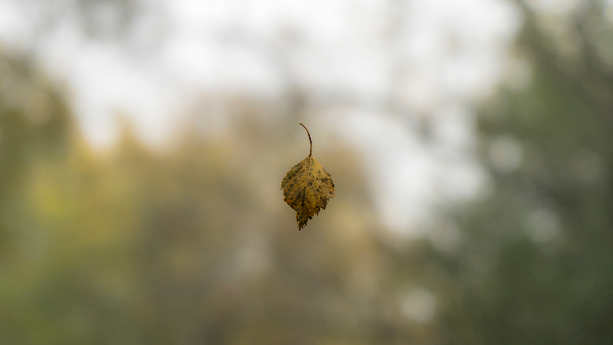 Sony a7 + Sony Vario Tessar T* FE 24-70mm F4 ZA OSS sample photo. Singular photography