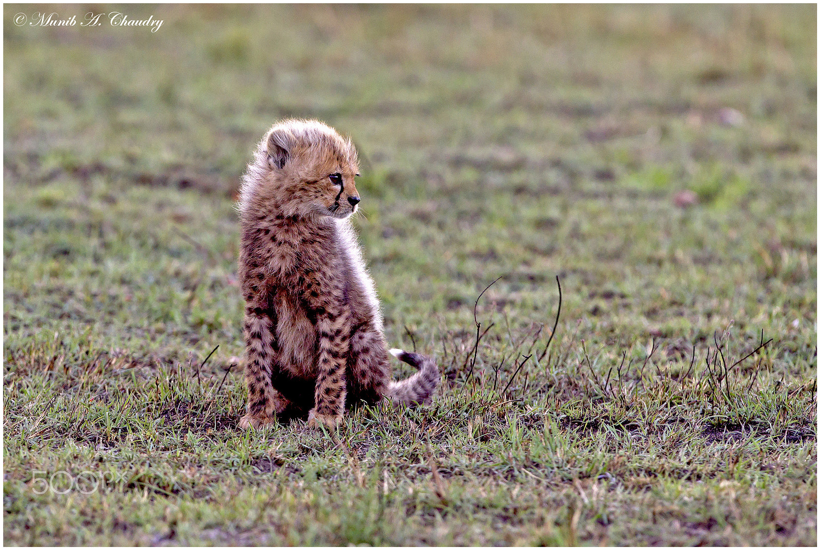 Canon EF 400mm F2.8L IS USM sample photo. Cuteness overloaded! photography