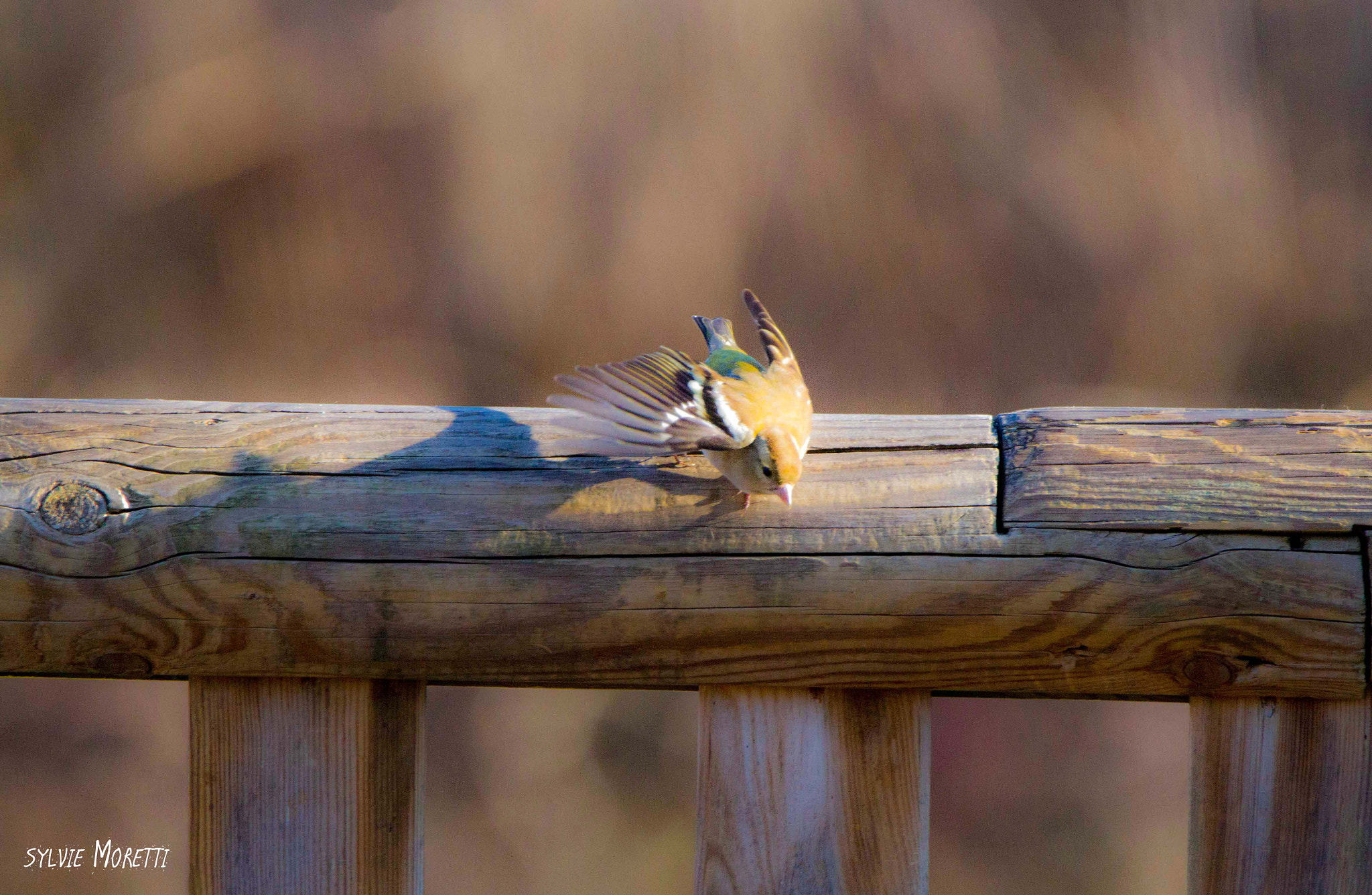 Canon EOS 7D sample photo. L'envol du jour !!!! photography