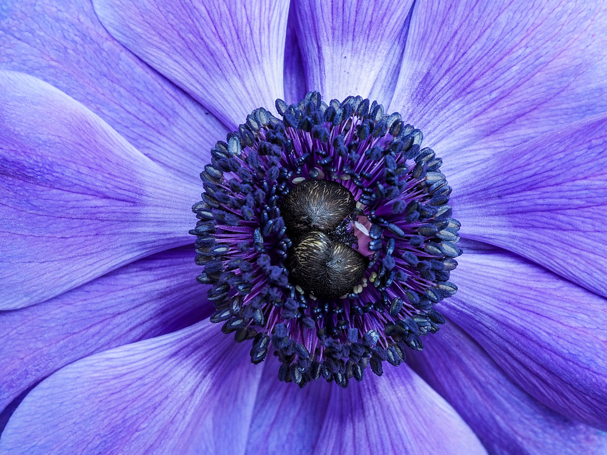 Olympus OM-D E-M10 + LUMIX G 20/F1.7 II sample photo. Purple waves photography