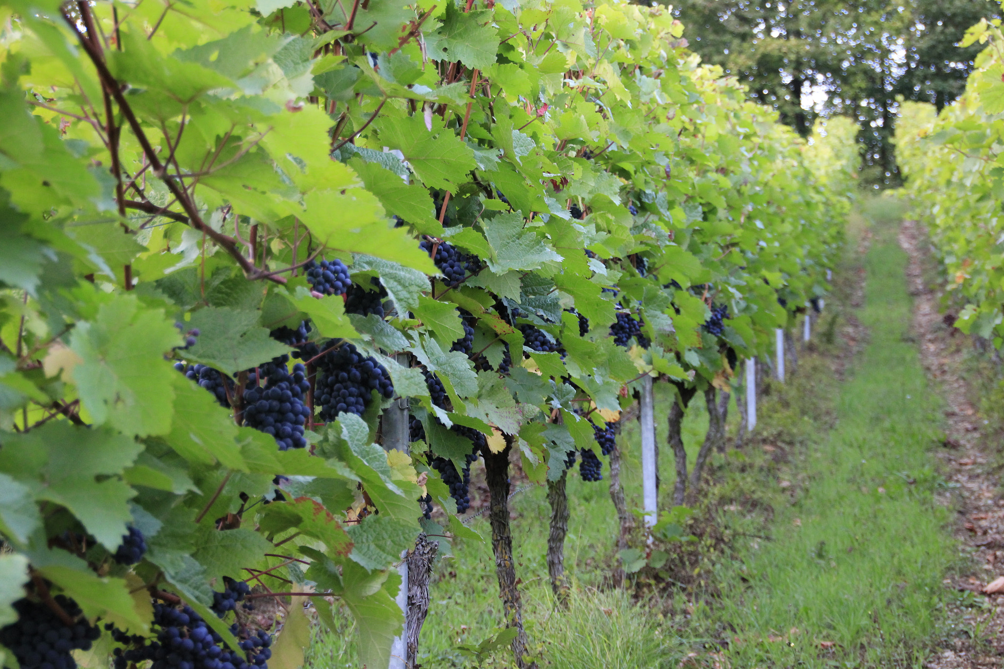 Sigma 18-250mm F3.5-6.3 DC OS HSM sample photo. Vineyards photography