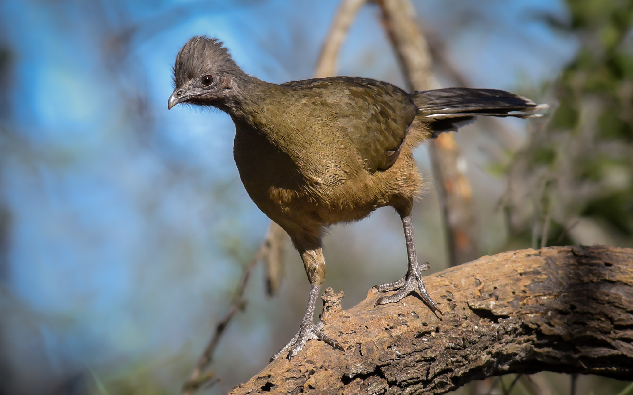 Nikon AF-S Nikkor 300mm F2.8G ED-IF VR sample photo. Plain chachalaca photography