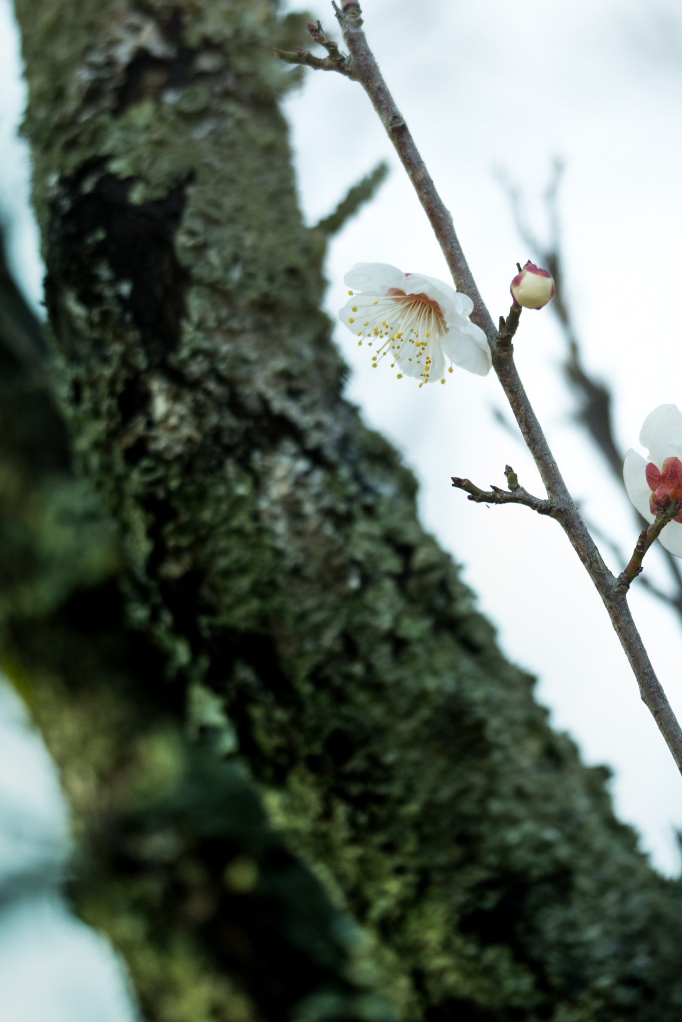 Sigma 150mm F2.8 EX DG OS Macro HSM sample photo. Plum blossom photography