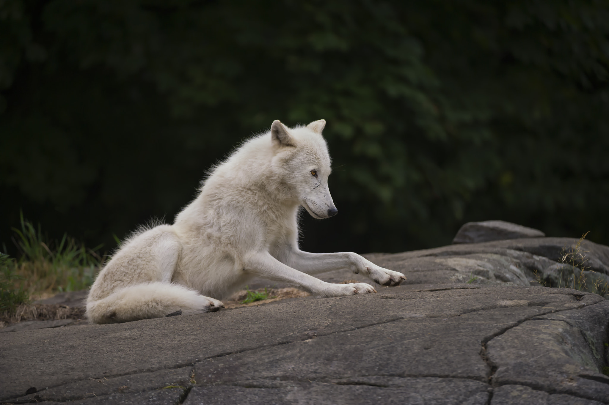 Nikon D3S + Nikon AF-S Nikkor 200-400mm F4G ED-IF VR sample photo. An arctic wolf. photography