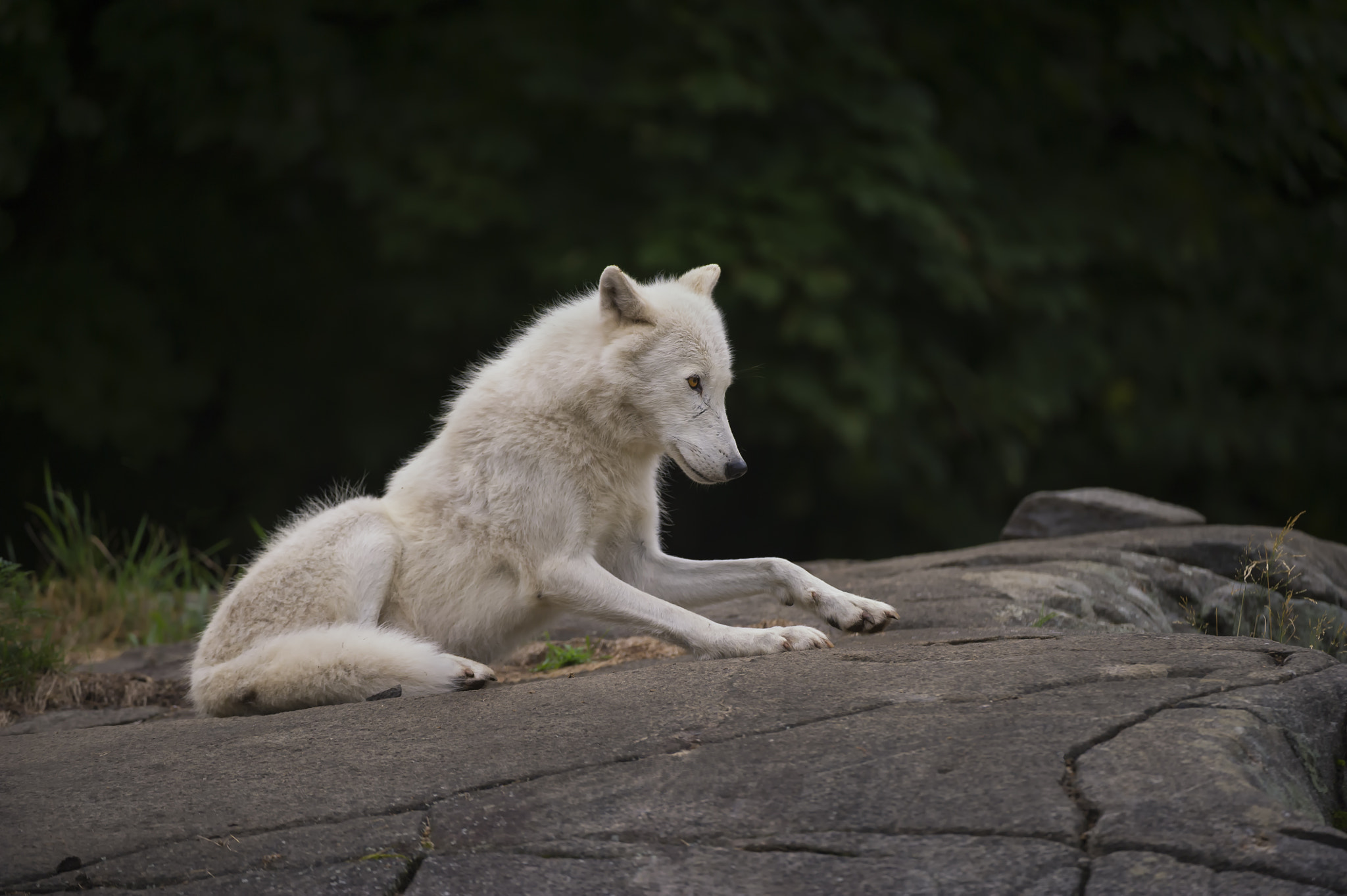 Nikon AF-S Nikkor 200-400mm F4G ED-IF VR sample photo. An arctic wolf. photography