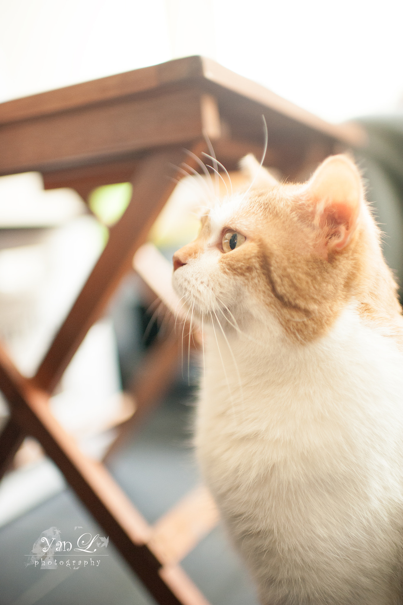 Nikon D700 + Nikon AF-S Nikkor 35mm F1.4G sample photo. Staring photography