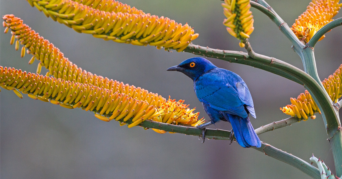 Canon EF 300mm F2.8L IS II USM sample photo. Capeglossystarling photography