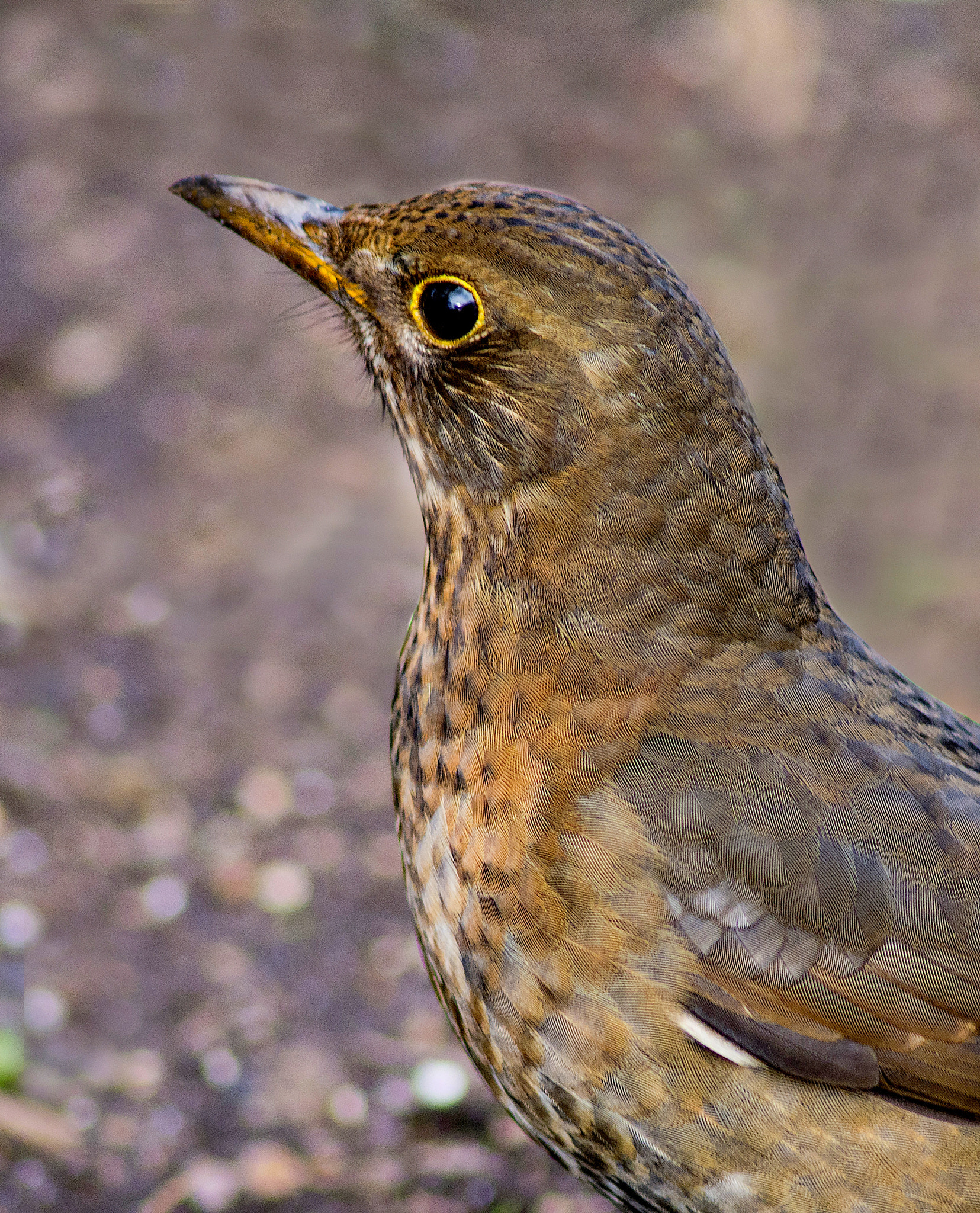 Nikon D7100 + AF Nikkor 300mm f/4 IF-ED sample photo. Female blckbird. photography