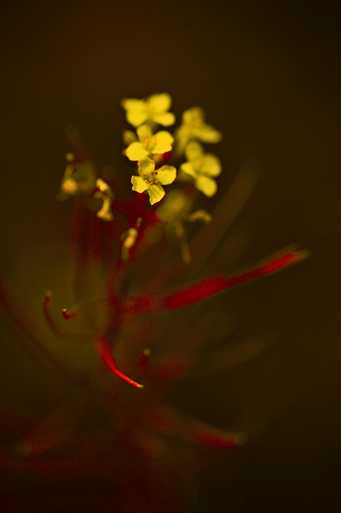 Canon EOS 5D + Sigma 105mm F2.8 EX DG Macro sample photo. Img_2056-1.jpg photography