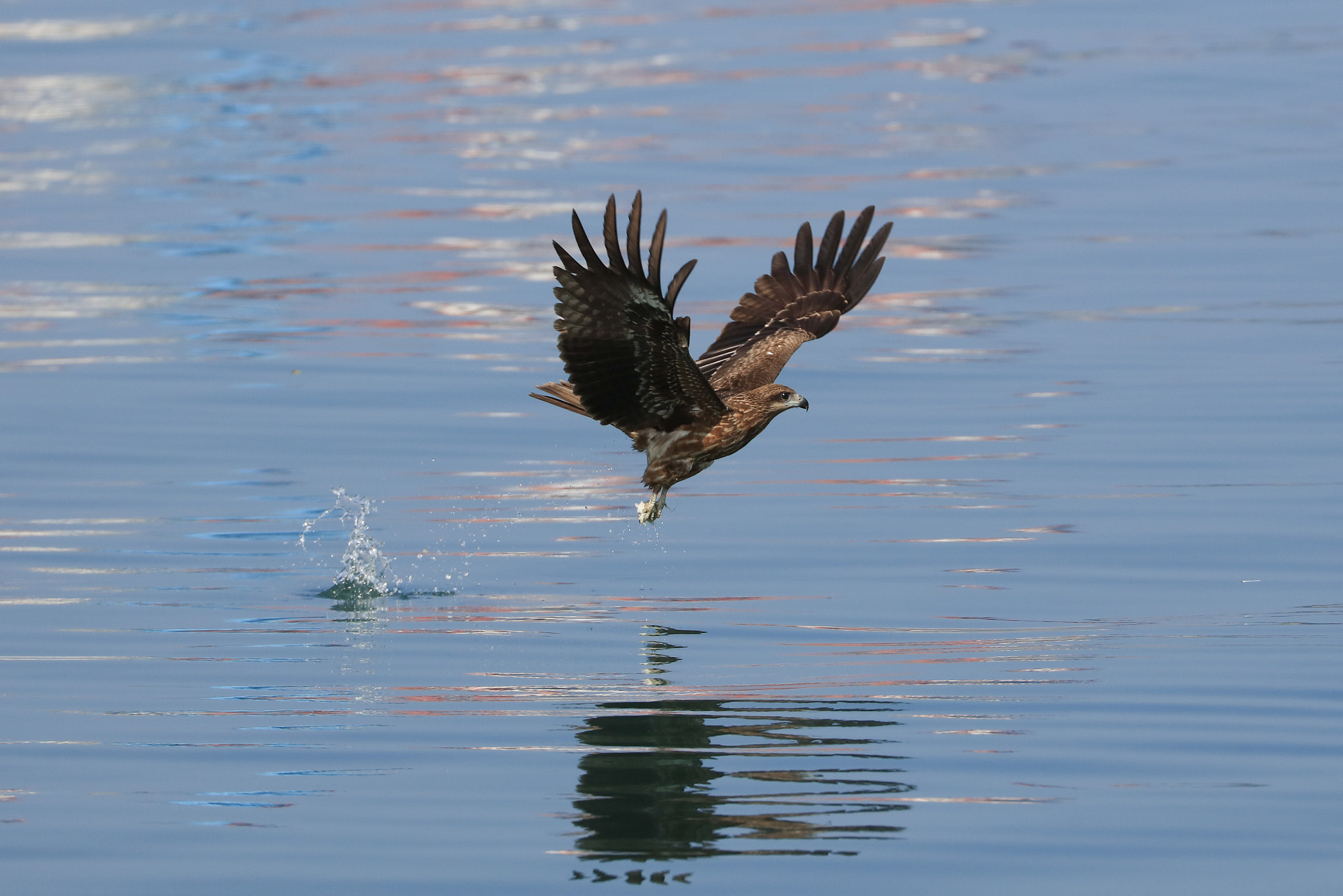 Canon EOS 5DS sample photo. Black kite photography