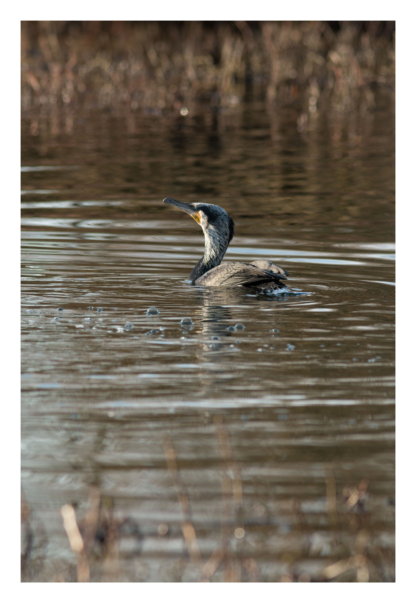 Canon EOS 70D + Canon EF 300mm F4L IS USM sample photo. Hard landing photography