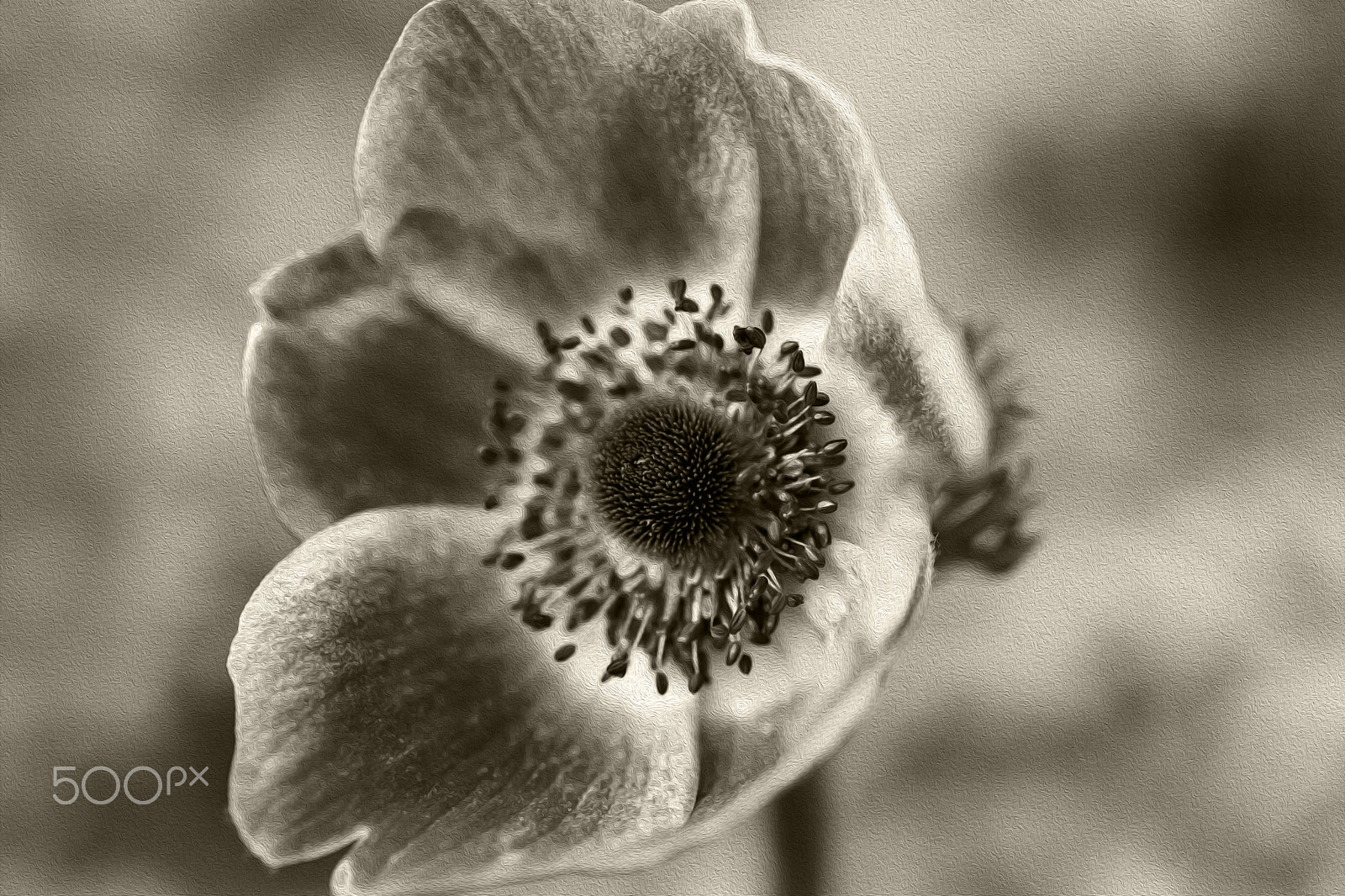 Canon EOS 5D Mark II sample photo. Anemone photography