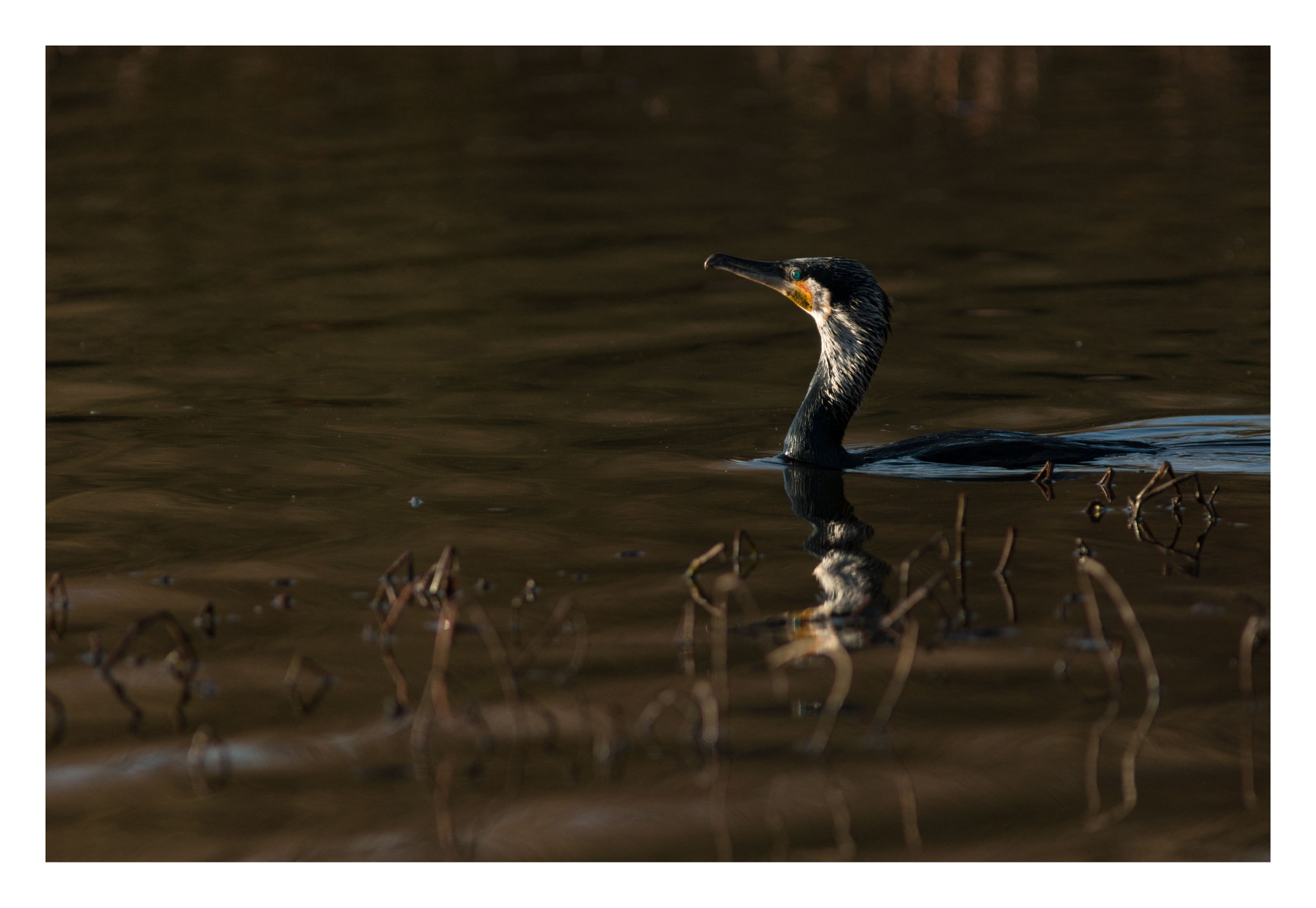 Canon EOS 70D + Canon EF 300mm F4L IS USM sample photo. Pêche de fin de journée photography