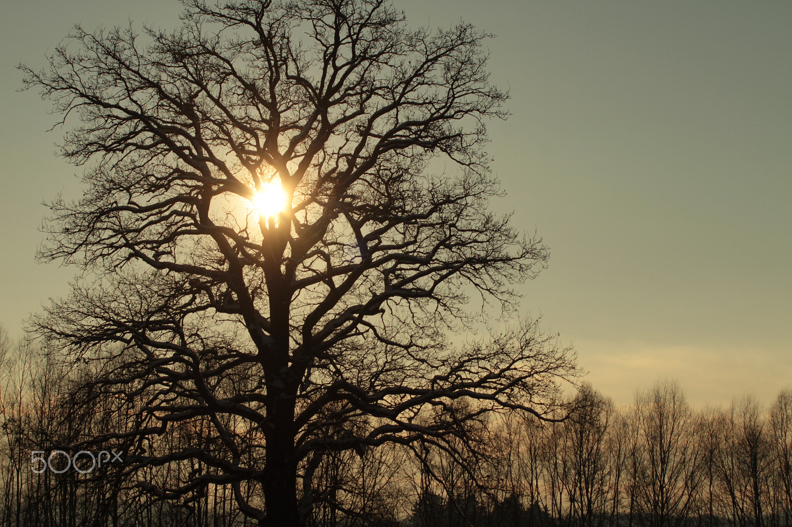 Canon EOS 7D + Canon EF 70-210mm f/4 sample photo. Baum photography