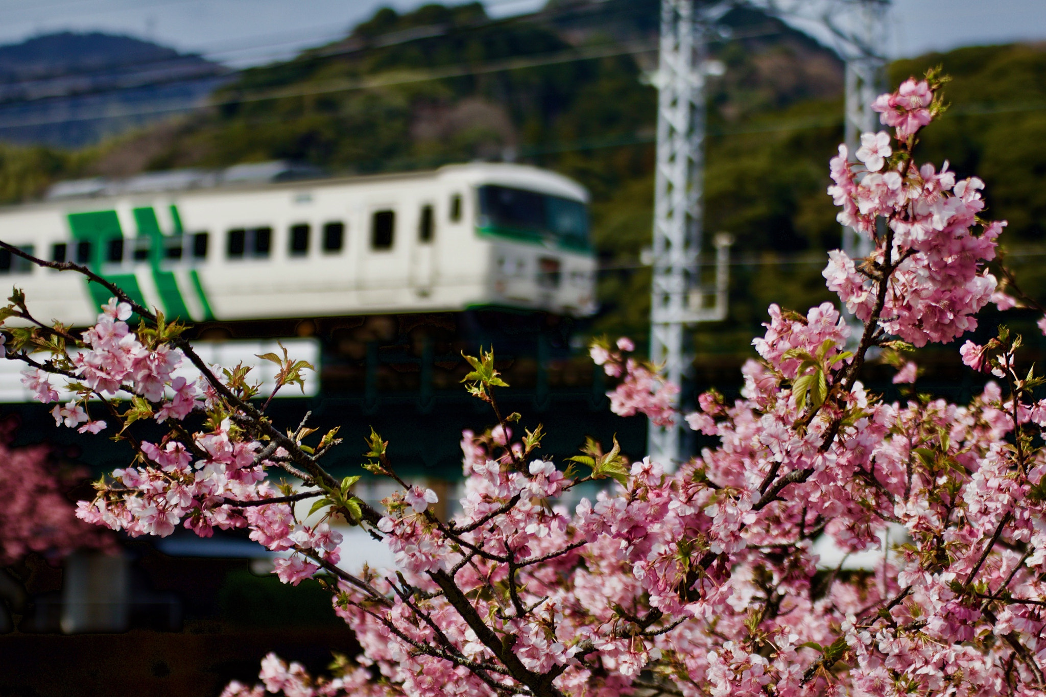 Canon EOS 80D + Tamron SP 35mm F1.8 Di VC USD sample photo. Plum blossoms and japan railways photography