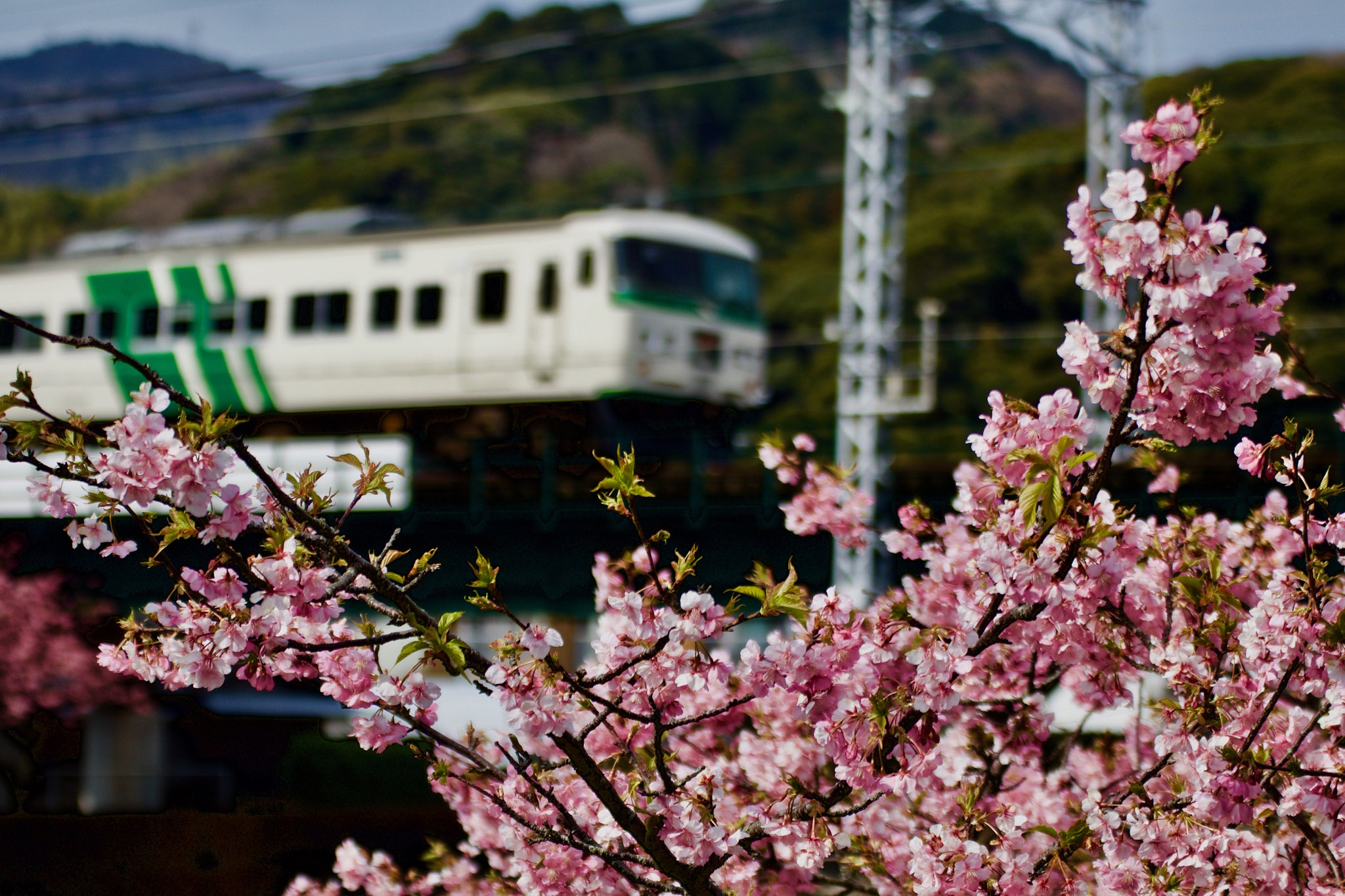 Tamron SP 35mm F1.8 Di VC USD sample photo. Plum blossoms and japan railways photography
