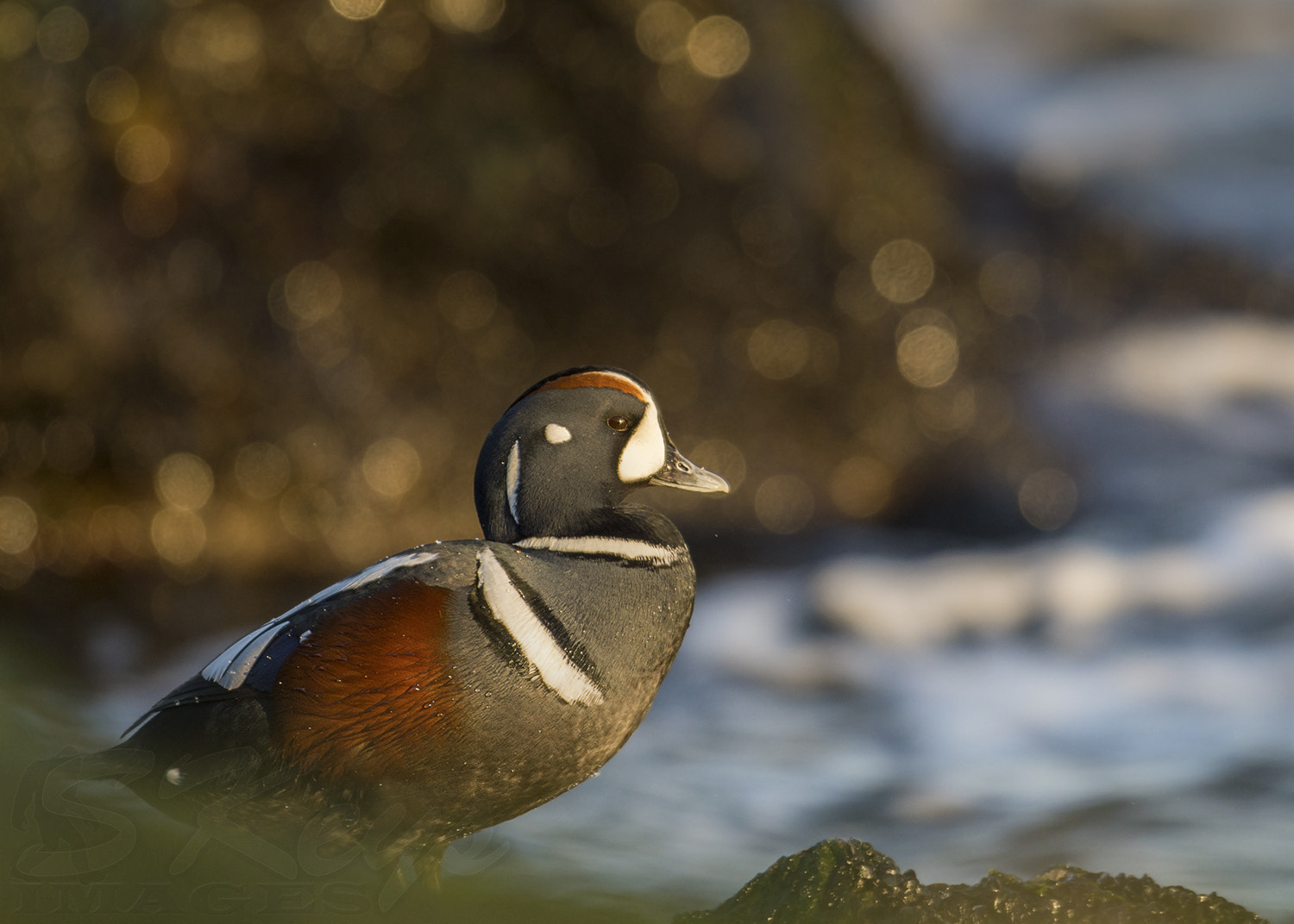 Nikon D7200 sample photo. Glistening (harlequin duck) photography