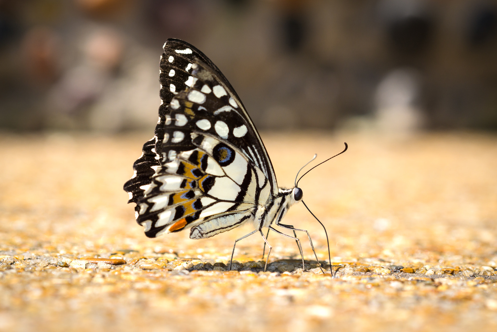 Tamron 18-270mm F3.5-6.3 Di II PZD sample photo. Butterfly photography