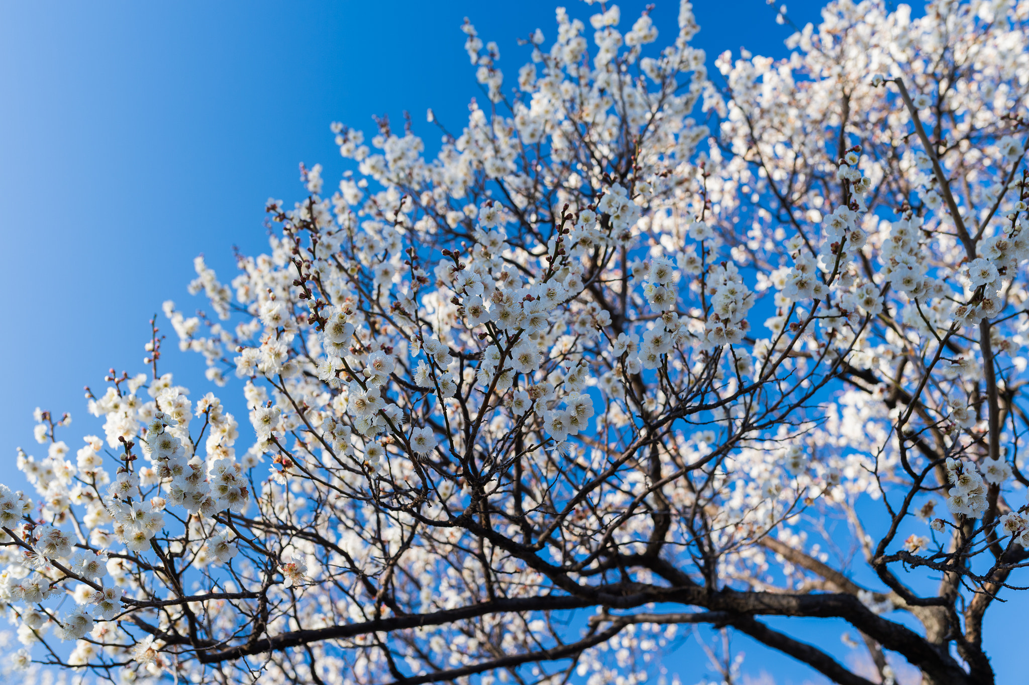 Nikon Df sample photo. 梅と青空と photography