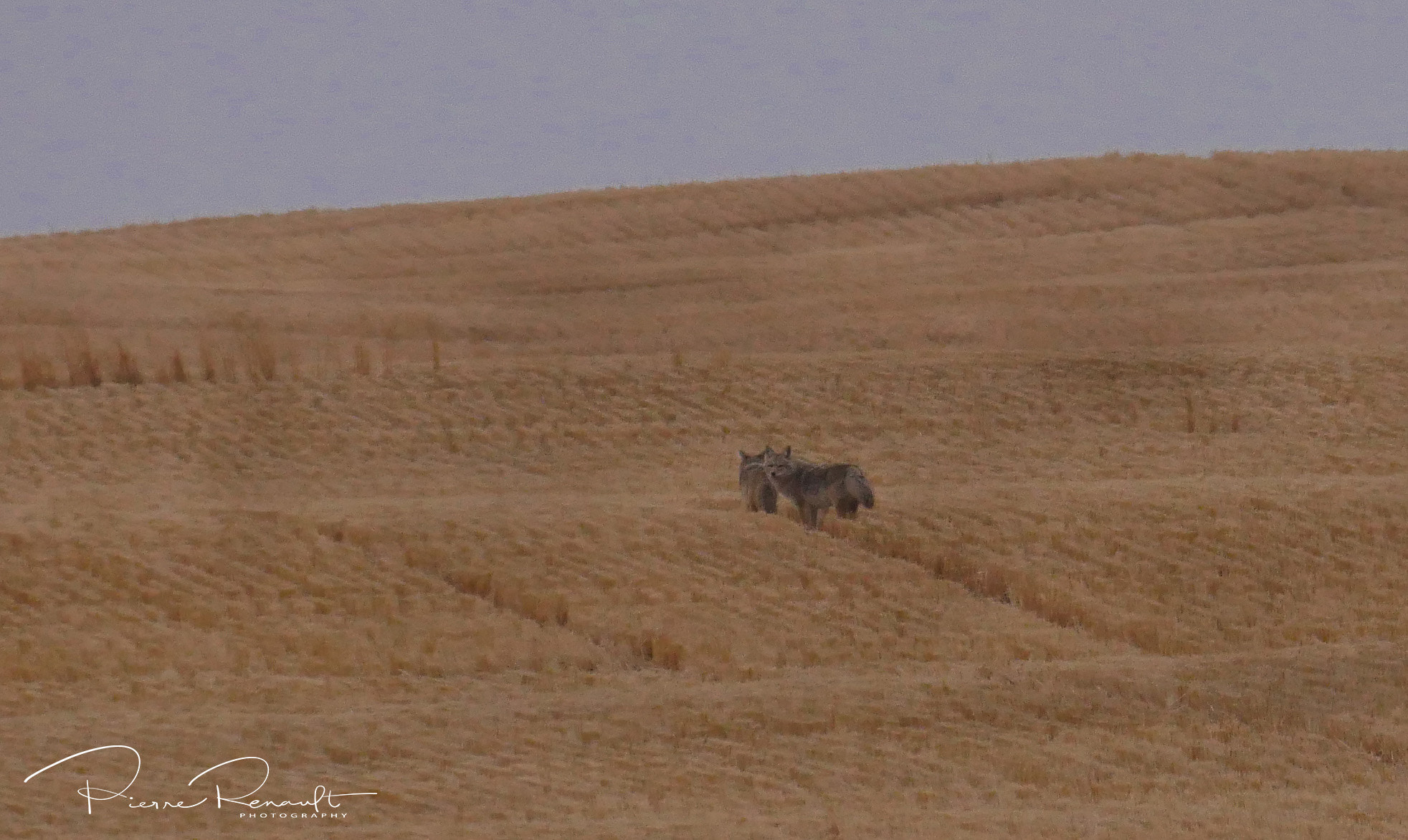 Panasonic Lumix DMC-GH4 + LEICA DG 100-400/F4.0-6.3 sample photo. Coyotes hunting mice photography