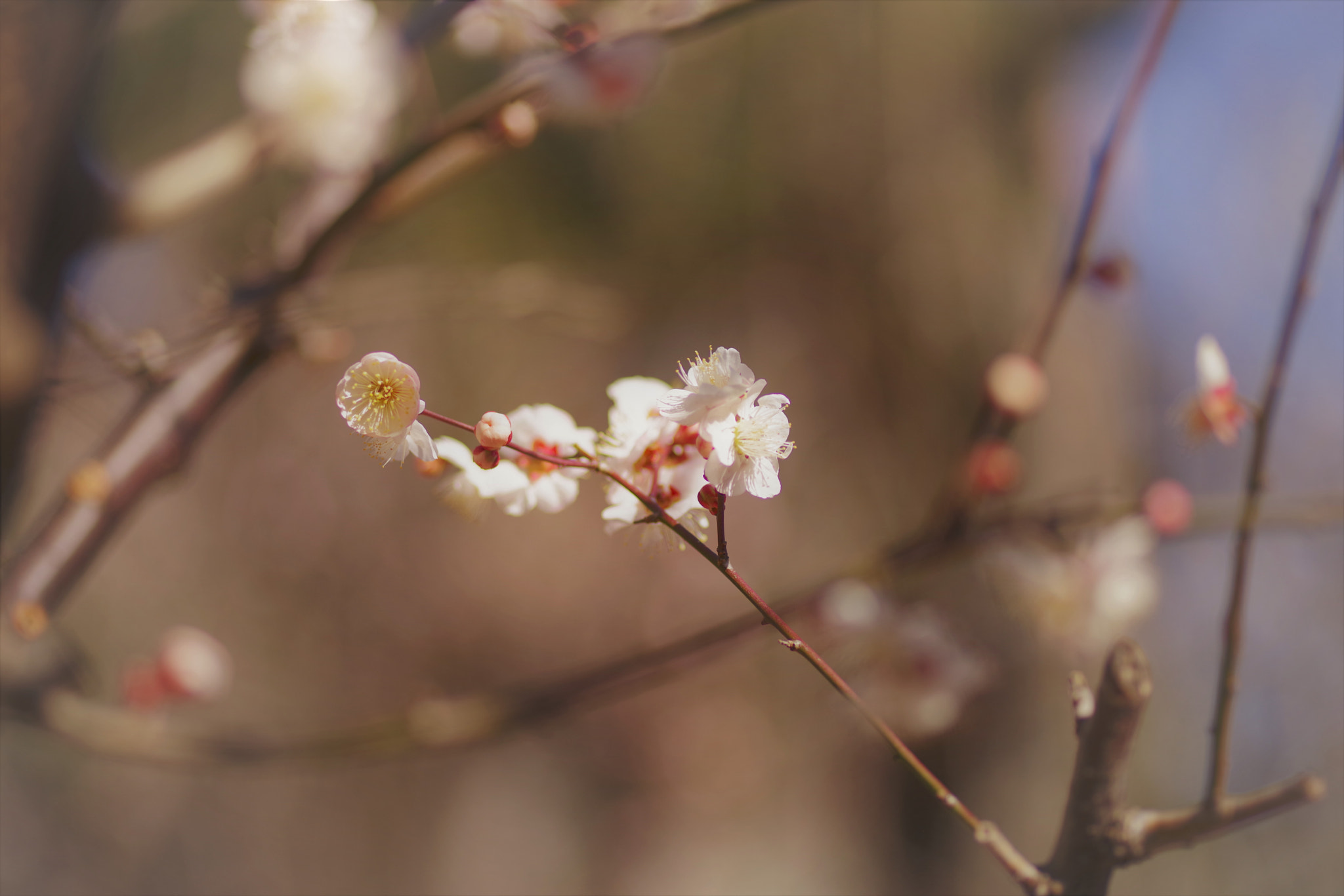 Pentax smc D-FA 100mm F2.8 Macro WR sample photo. () photography