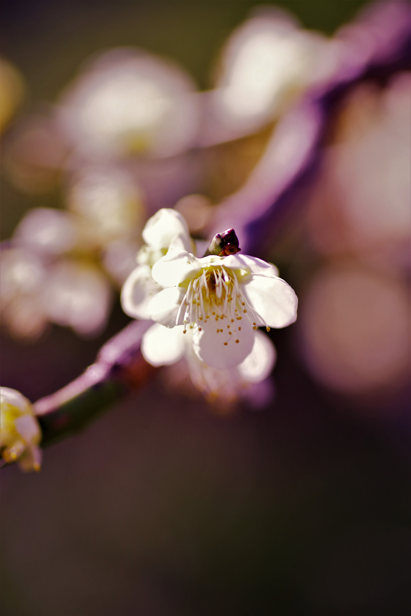 Pentax smc D-FA 100mm F2.8 Macro WR sample photo. () photography