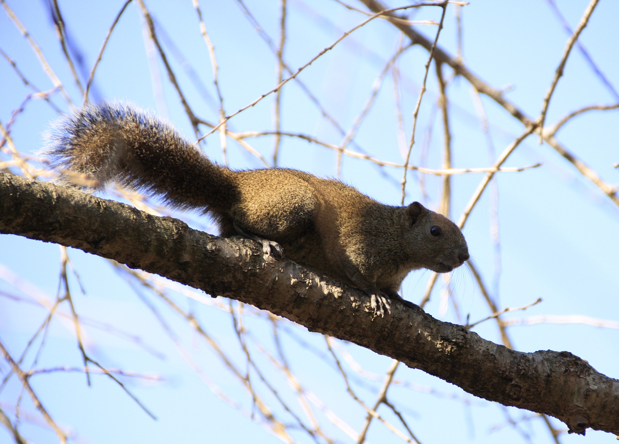 Canon EF 75-300mm F4.0-5.6 IS USM sample photo. Kamakura meigetuin temple squirrel inside the precincts (鎌倉明月院) photography