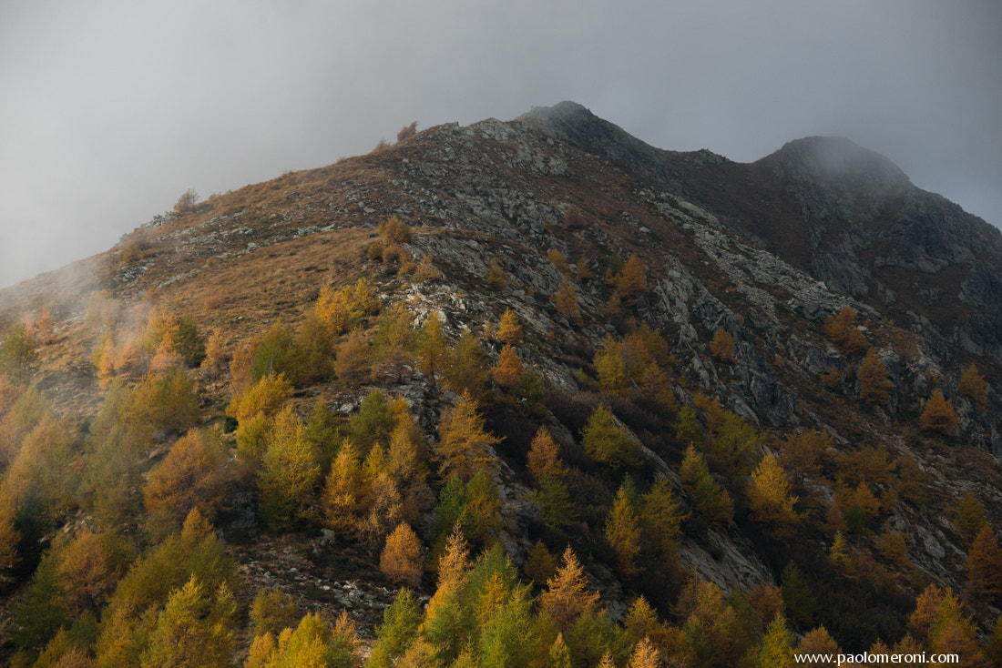 Sigma 150-500mm F5-6.3 DG OS HSM sample photo. Autumn photography