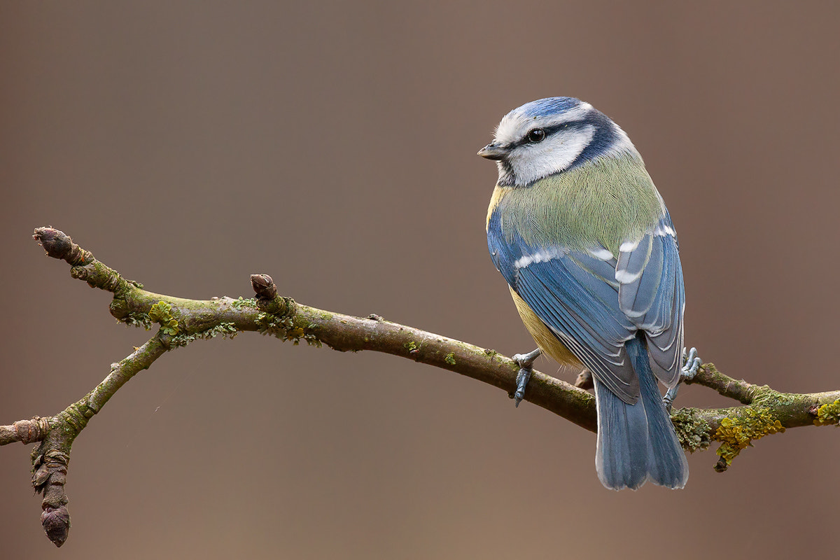 Canon EOS 50D + Canon EF 500mm F4L IS USM sample photo. Blue tit photography