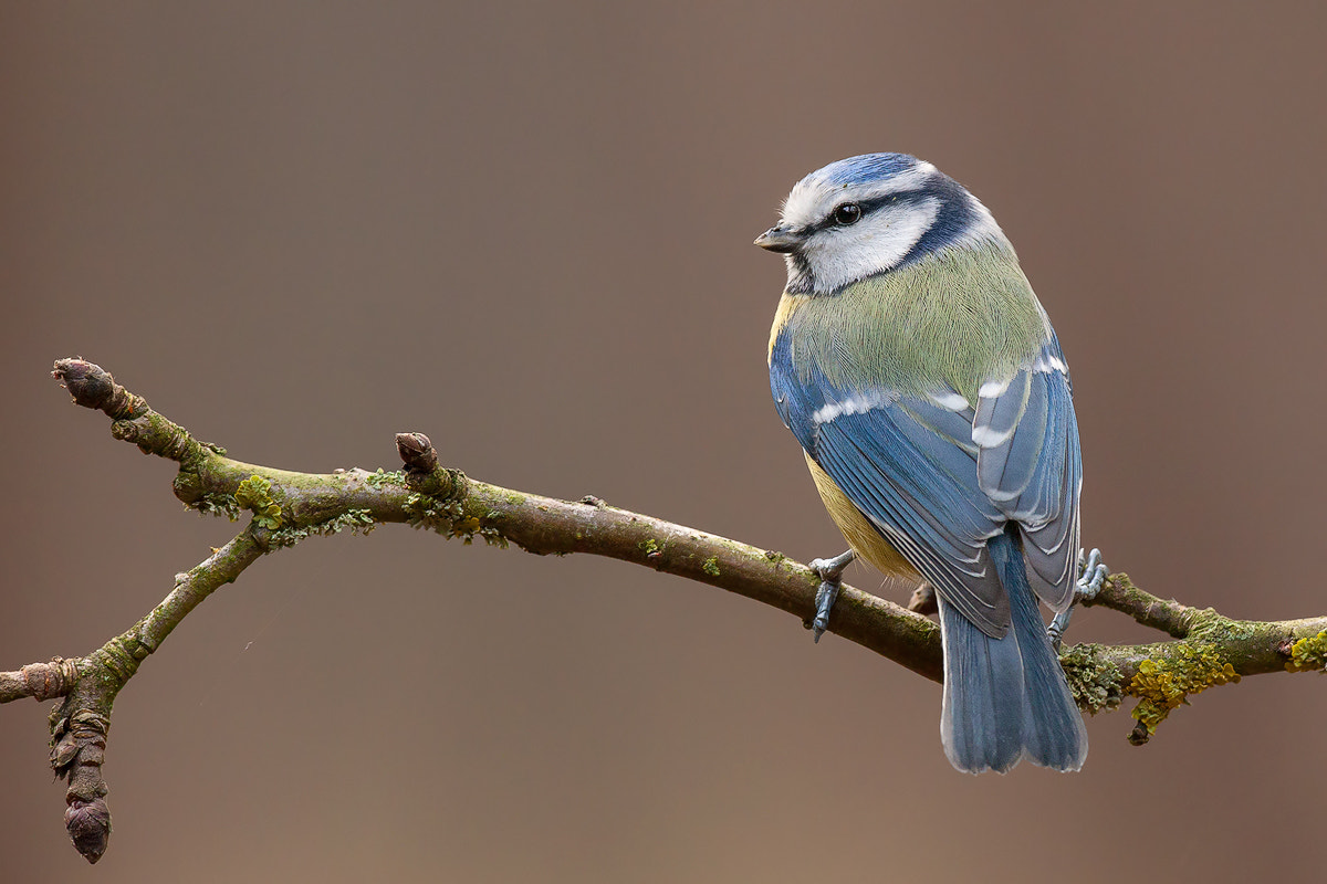 Canon EF 500mm F4L IS USM sample photo. Blue tit photography