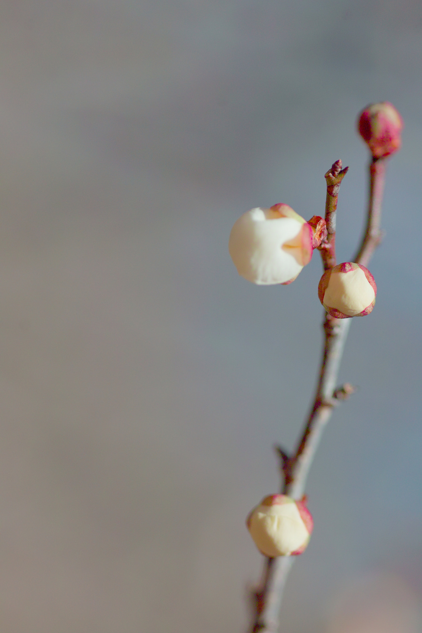 Sigma SD15 sample photo. Fumi photography