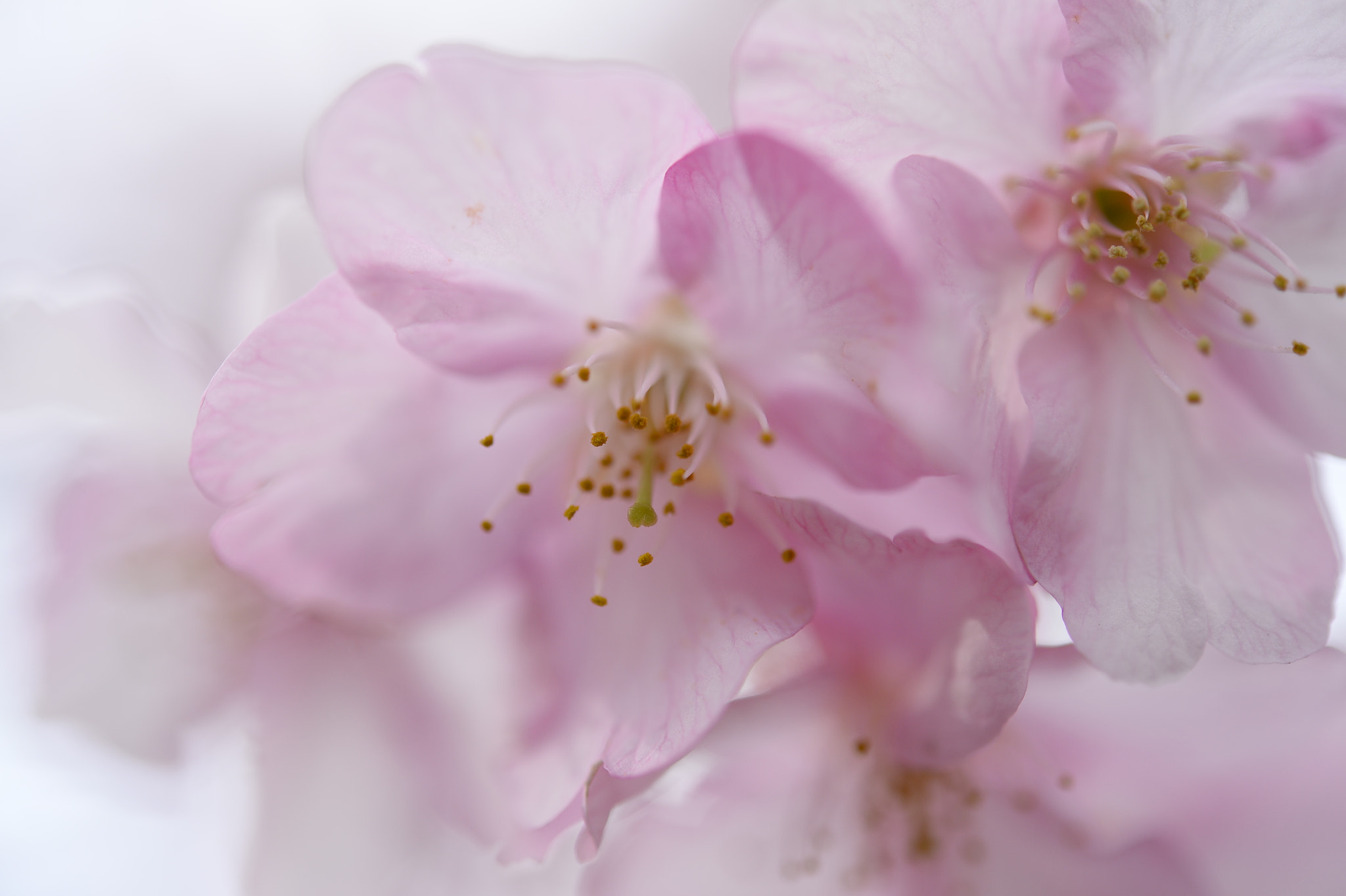 Nikon Df sample photo. Cherry blossoms at kawazu. photography