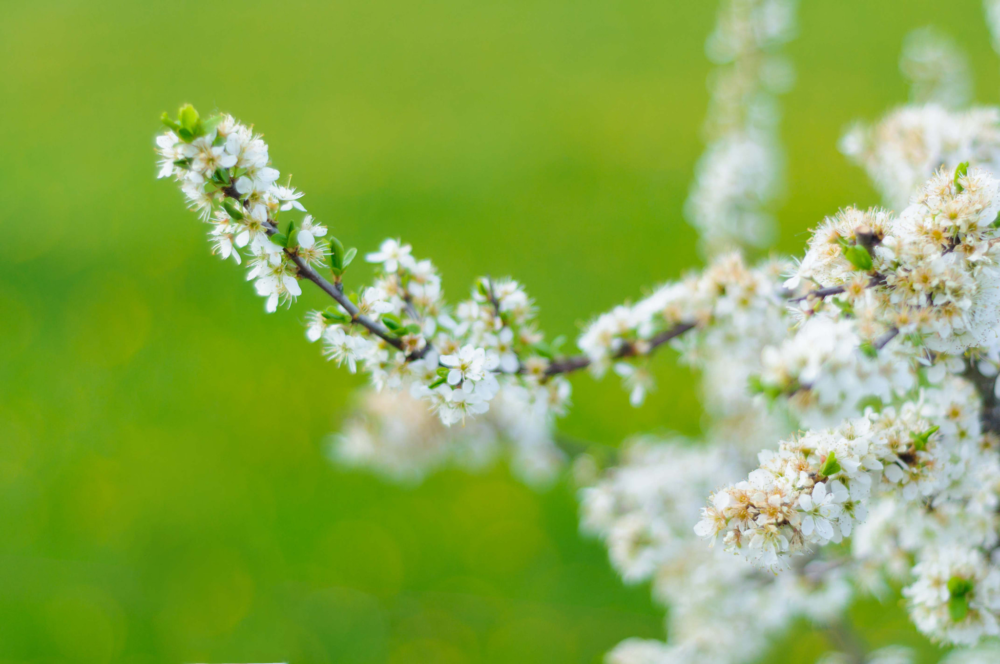 Nikon D5000 + Nikon AF Nikkor 50mm F1.8D sample photo. Springfeelings photography