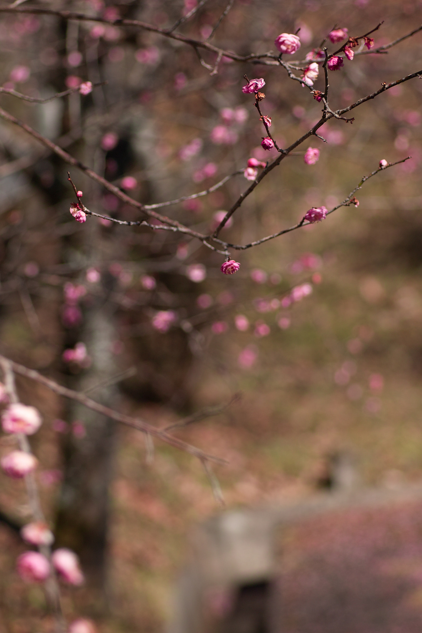Sigma SD15 sample photo. Fumi photography