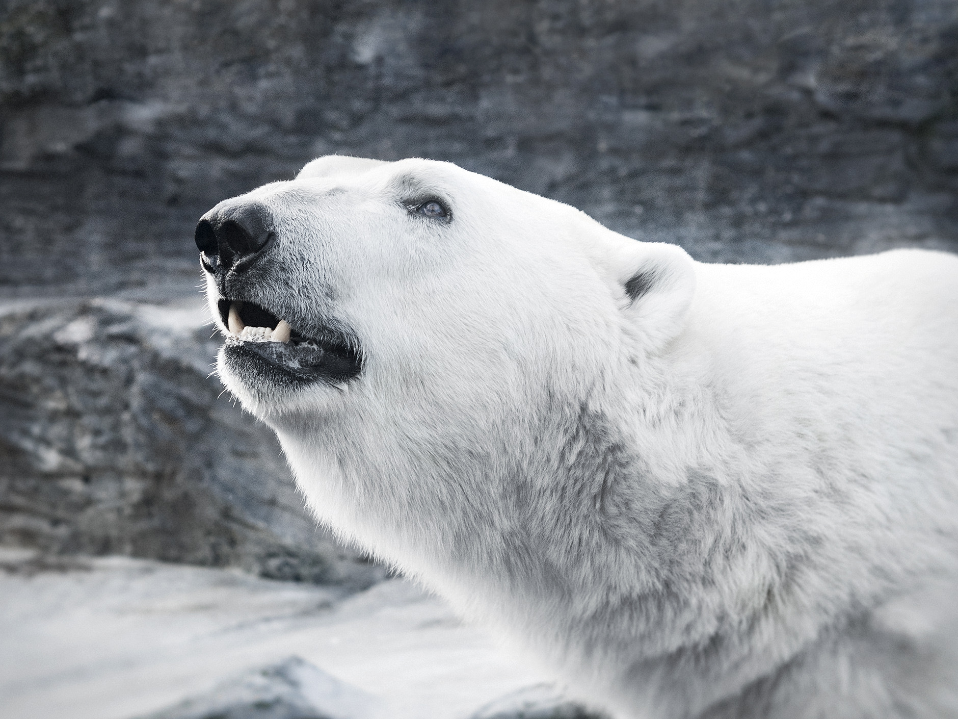 Nikon AF-S Micro-Nikkor 60mm F2.8G ED sample photo. Roar photography