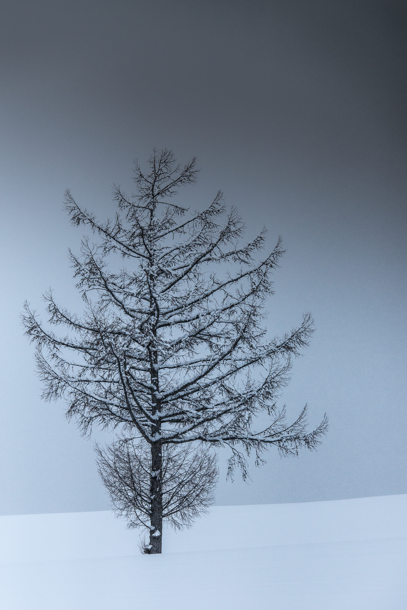 Nikon D800E sample photo. Silence　 photography