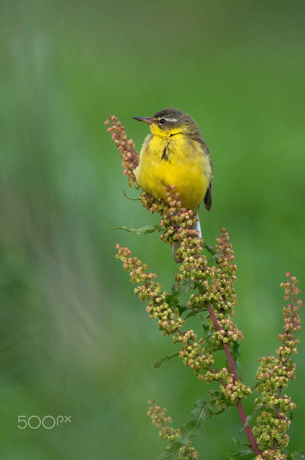 Pentax K-3 + Pentax smc DA* 300mm F4.0 ED (IF) SDM sample photo. Western yellow wagtail photography