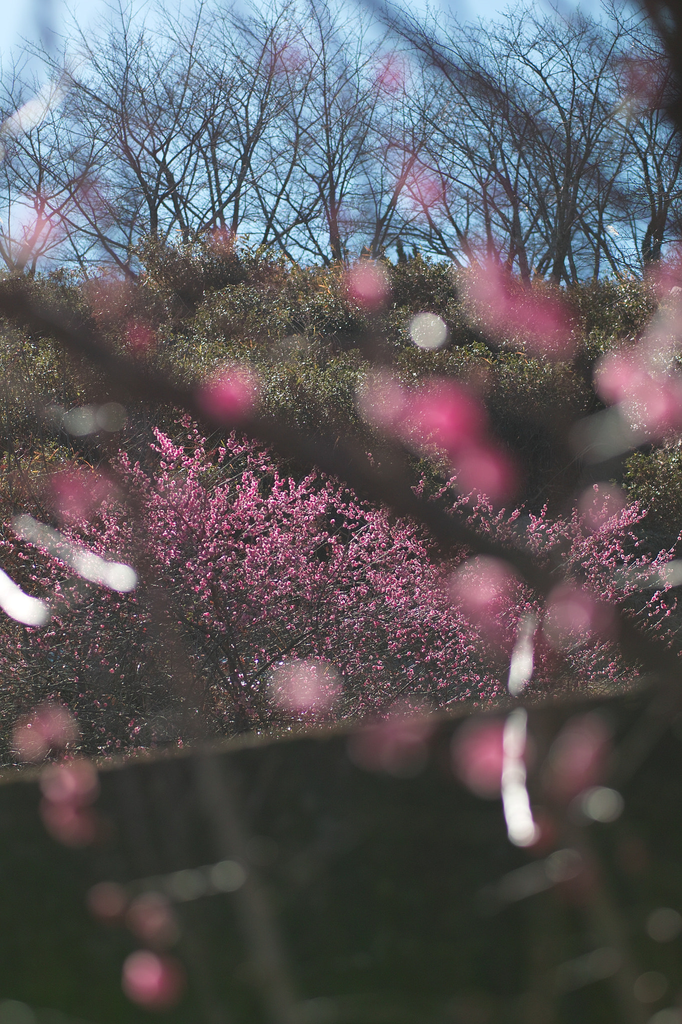 Sigma SD15 sample photo. Fumi photography