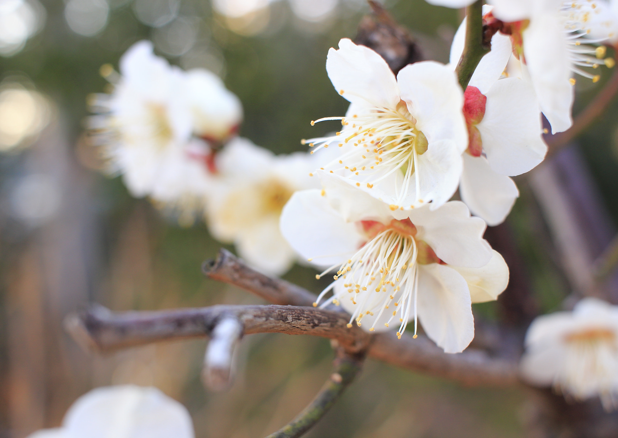 Canon EOS 100D (EOS Rebel SL1 / EOS Kiss X7) sample photo. White plum photography