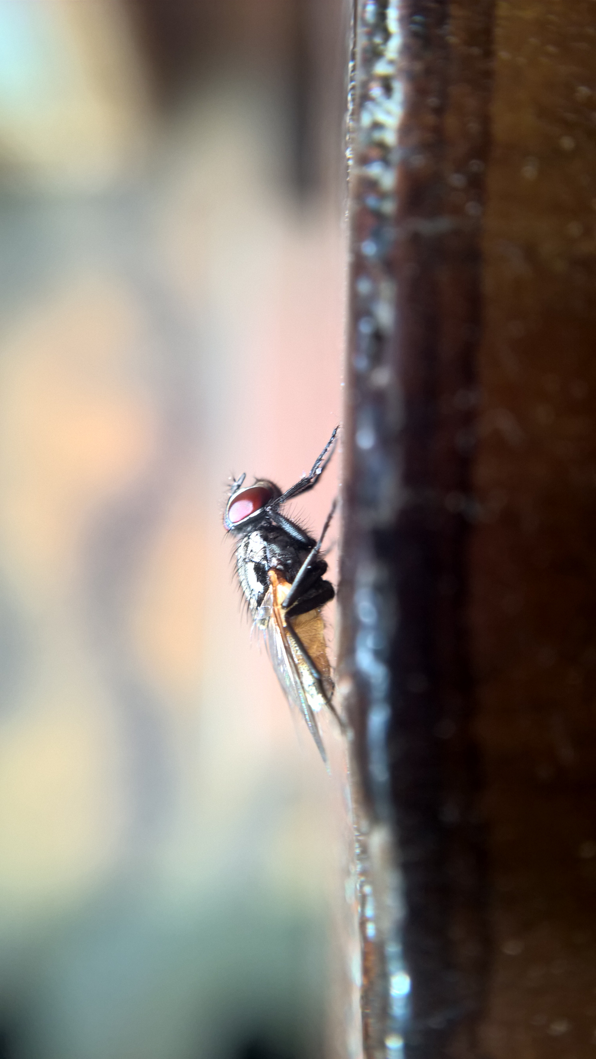 Nokia Lumia 1520 sample photo. A fly taking a sun path photography