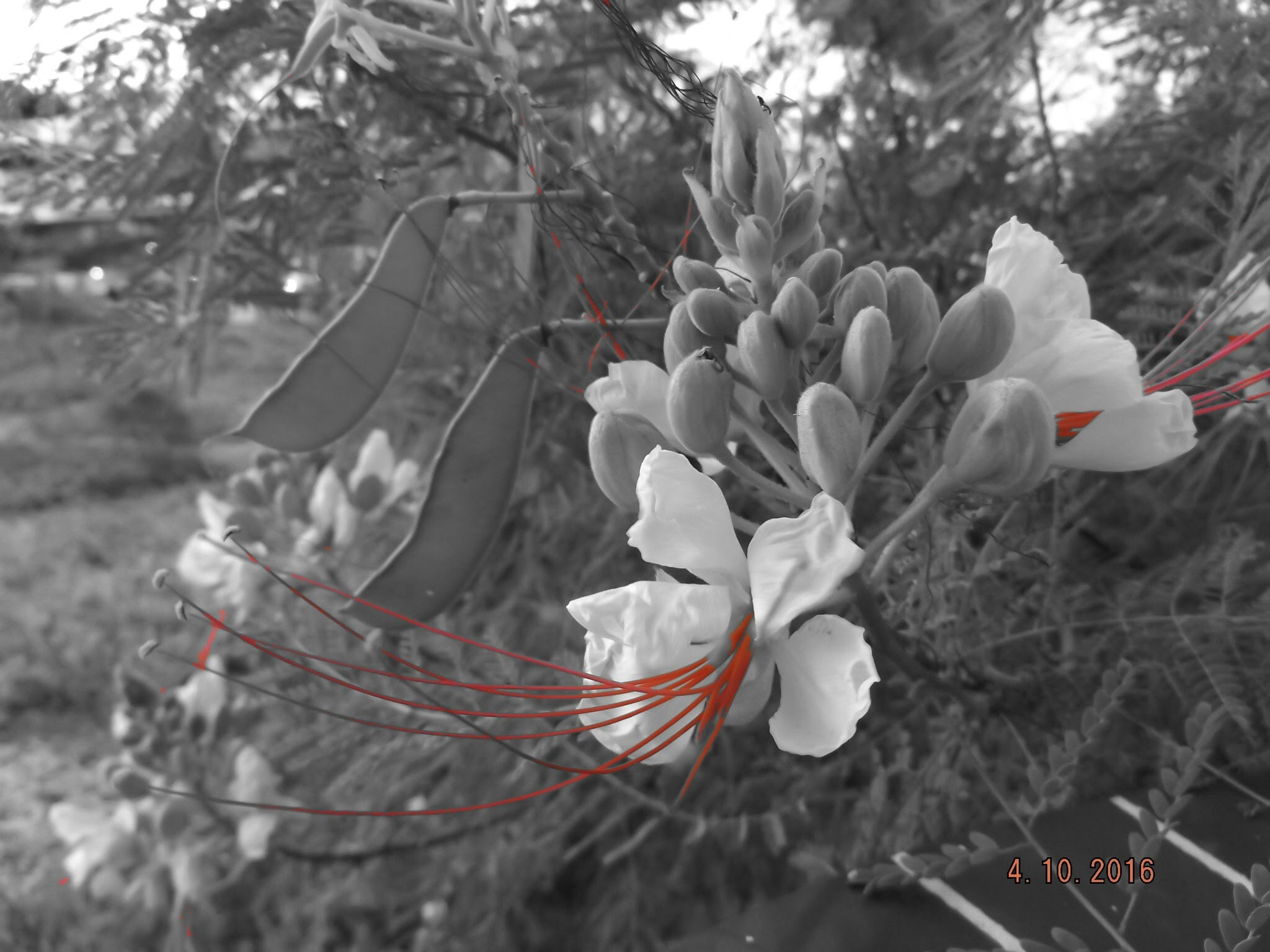 Fujifilm FinePix S8600 sample photo. Cape verde flowers taken in b/w with a red highlight filter photography