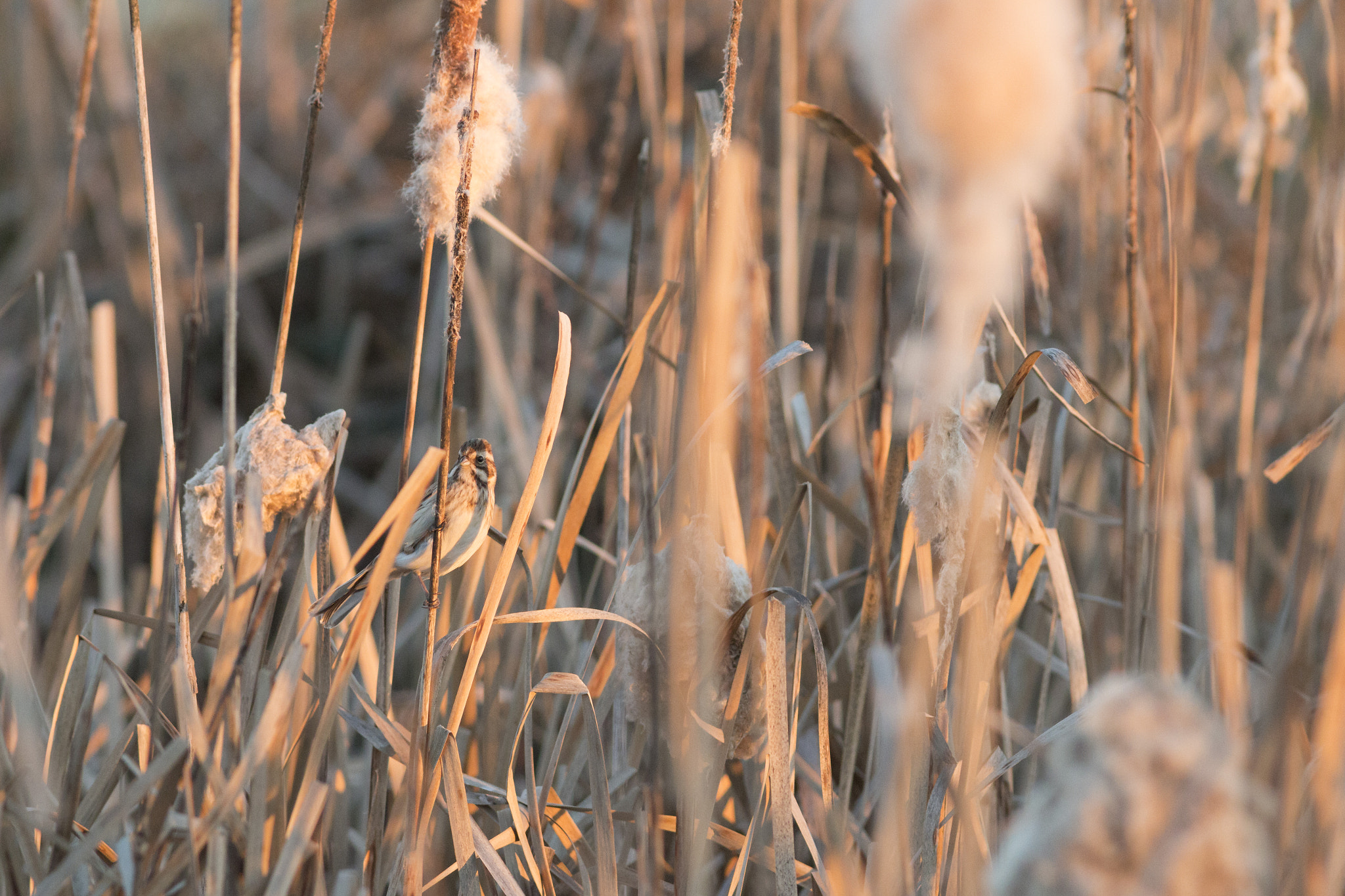 Canon EOS 70D + Canon EF 300mm F4L IS USM sample photo. Bruant et massettes photography