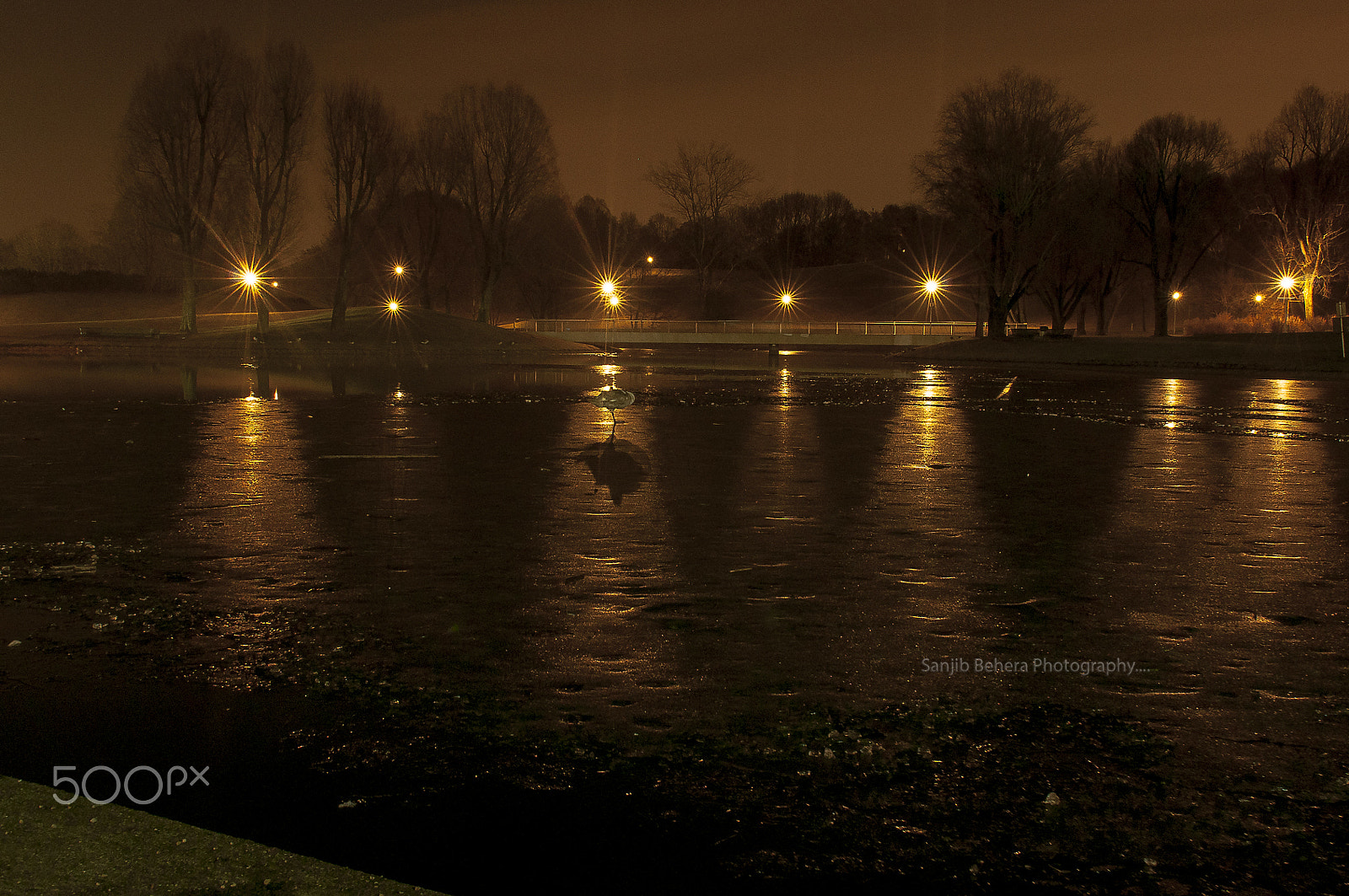 Nikon AF-S Nikkor 24-70mm F2.8G ED sample photo. Goose resting over remaining ice.... photography